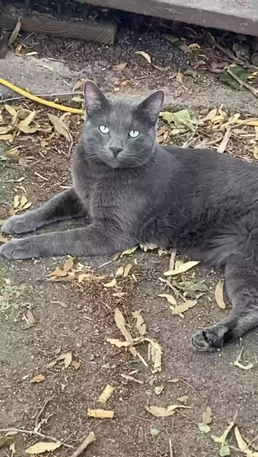 Lost cat in Monticello, MN, 55362