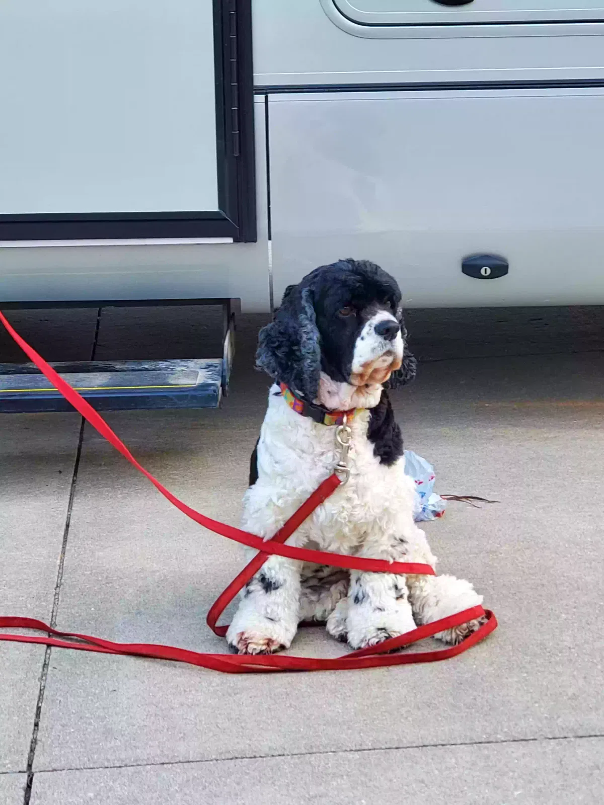Lost dog in Garland, TX, 75041