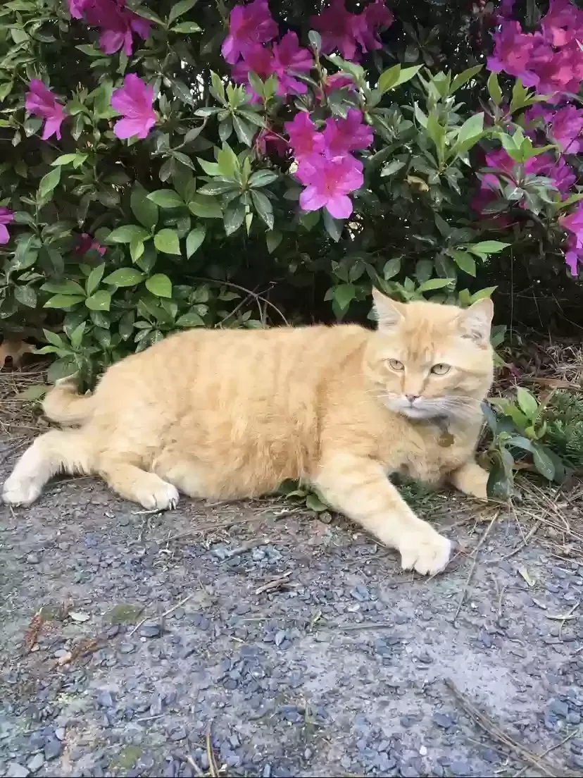 Lost cat in Pinehurst, NC, 28374