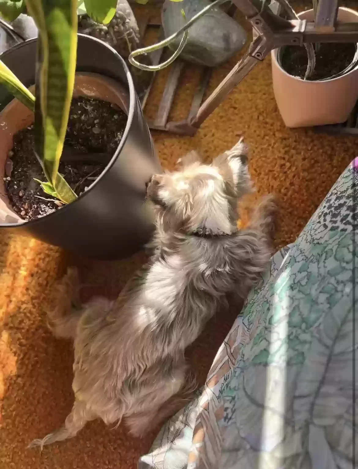 Lost dog in Seattle, WA, 98118