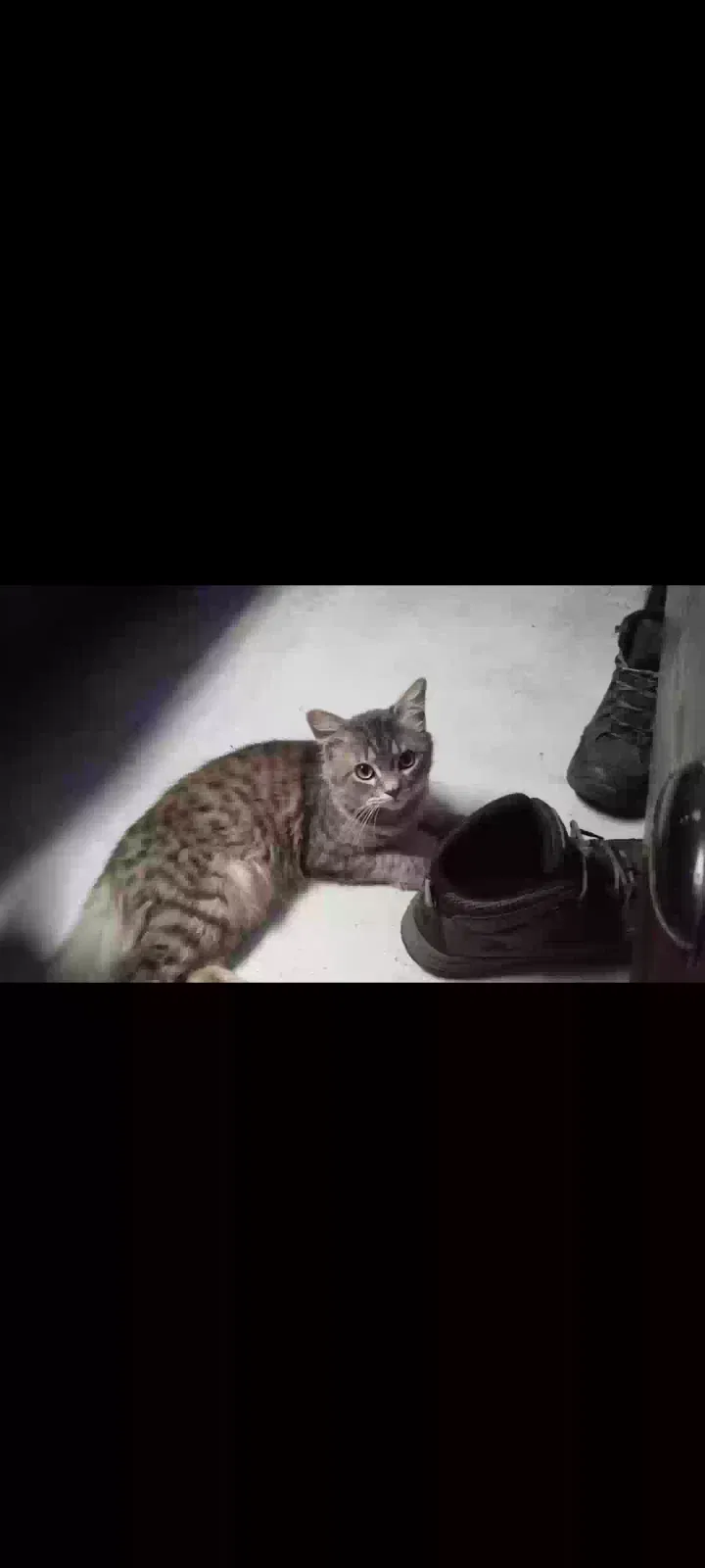 Lost cat in Tampa, FL, 33610