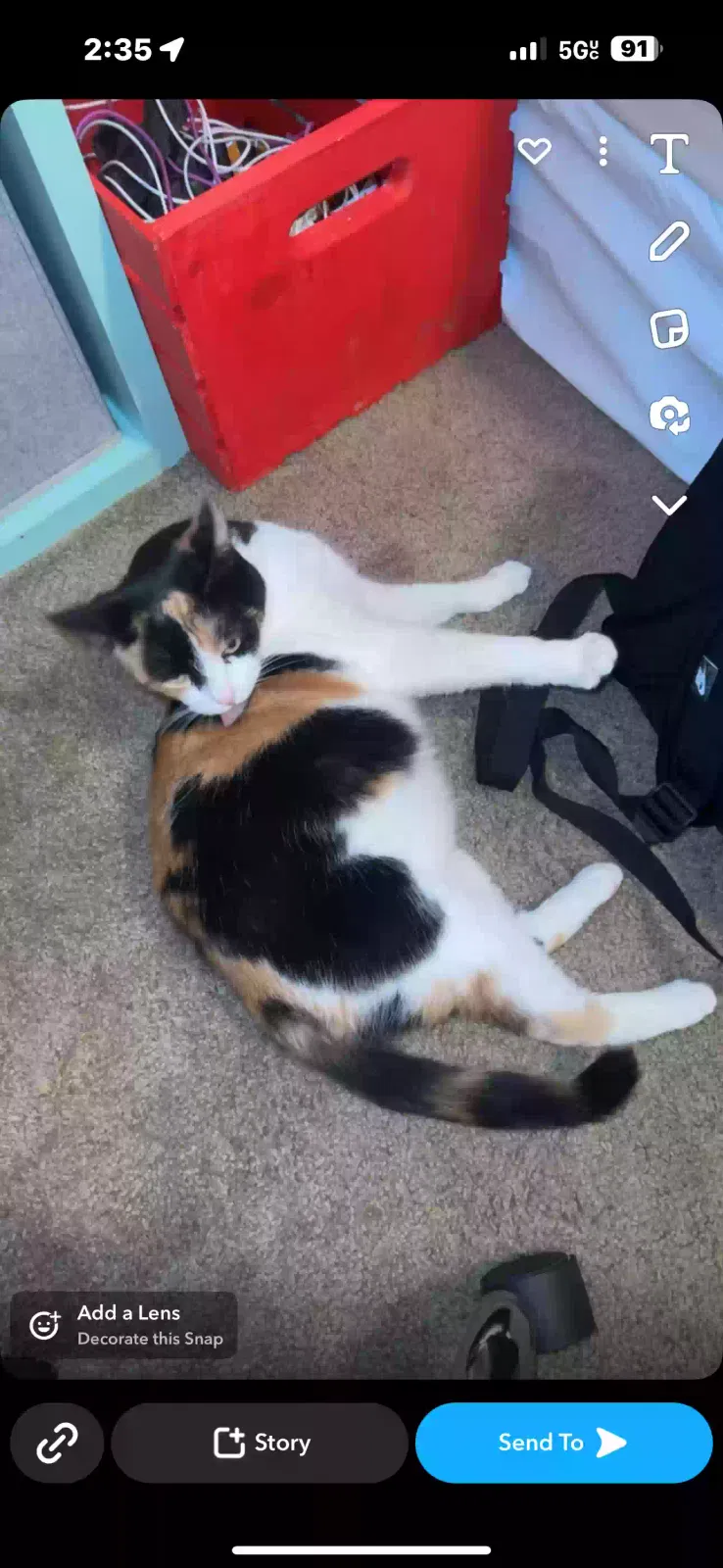 Lost cat in Fort Walton Beach, FL, 32547