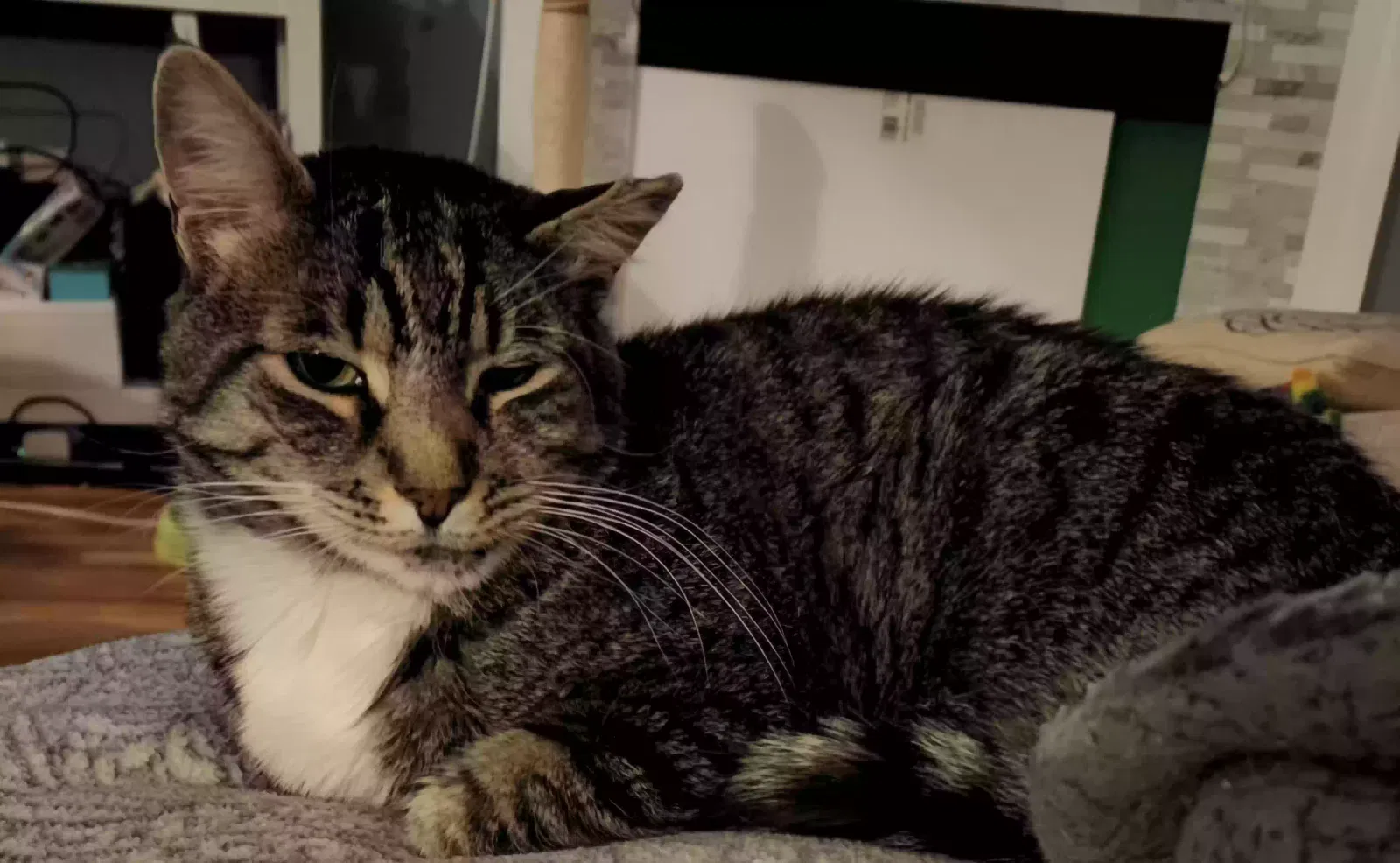 Lost cat in Danbury, CT, 6810
