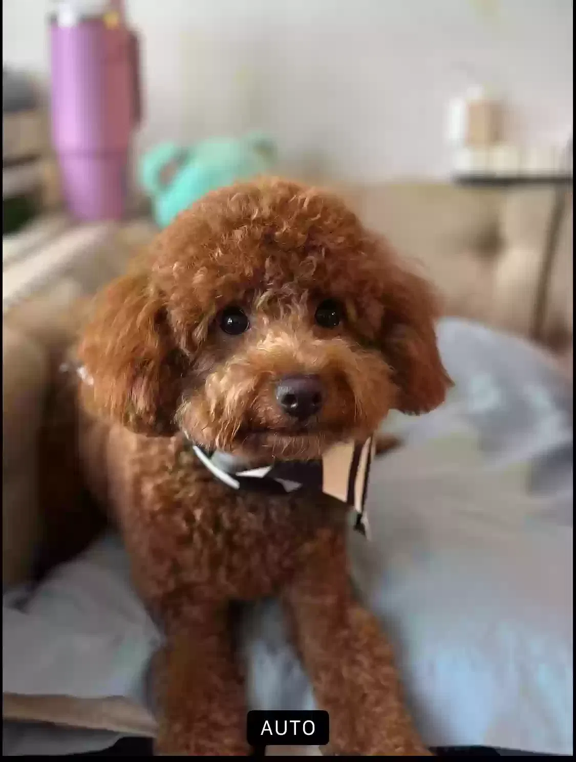 Lost dog in Bronx, NY, 10461