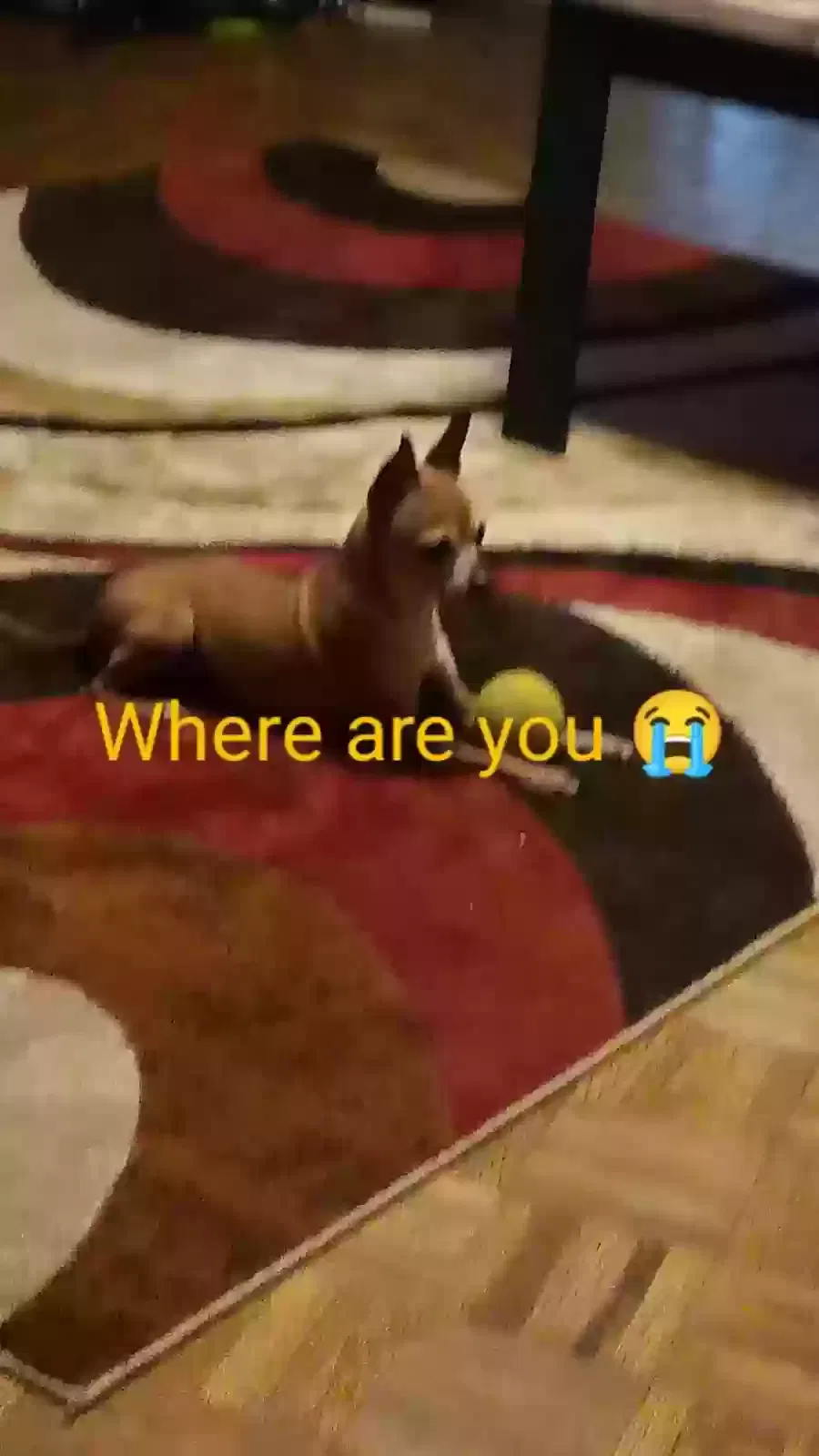 Lost dog in Memphis, TN, 38115
