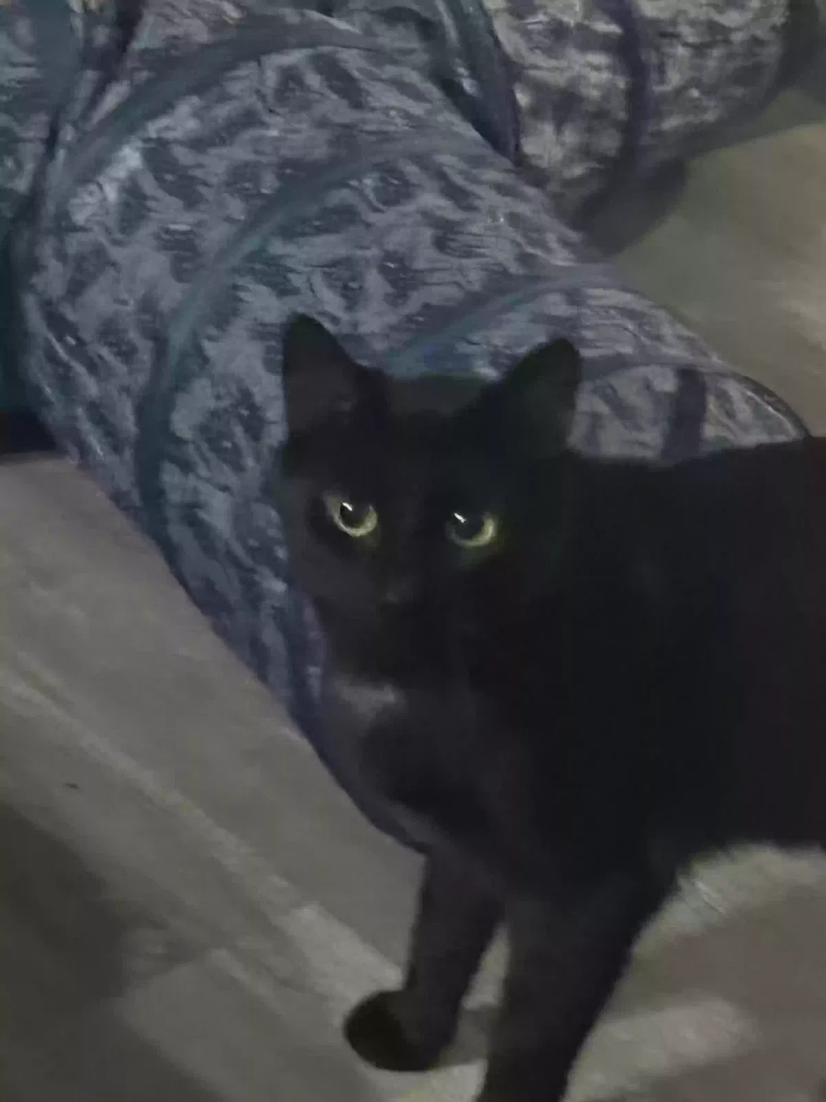 Lost cat in Franklin, IN, 46131