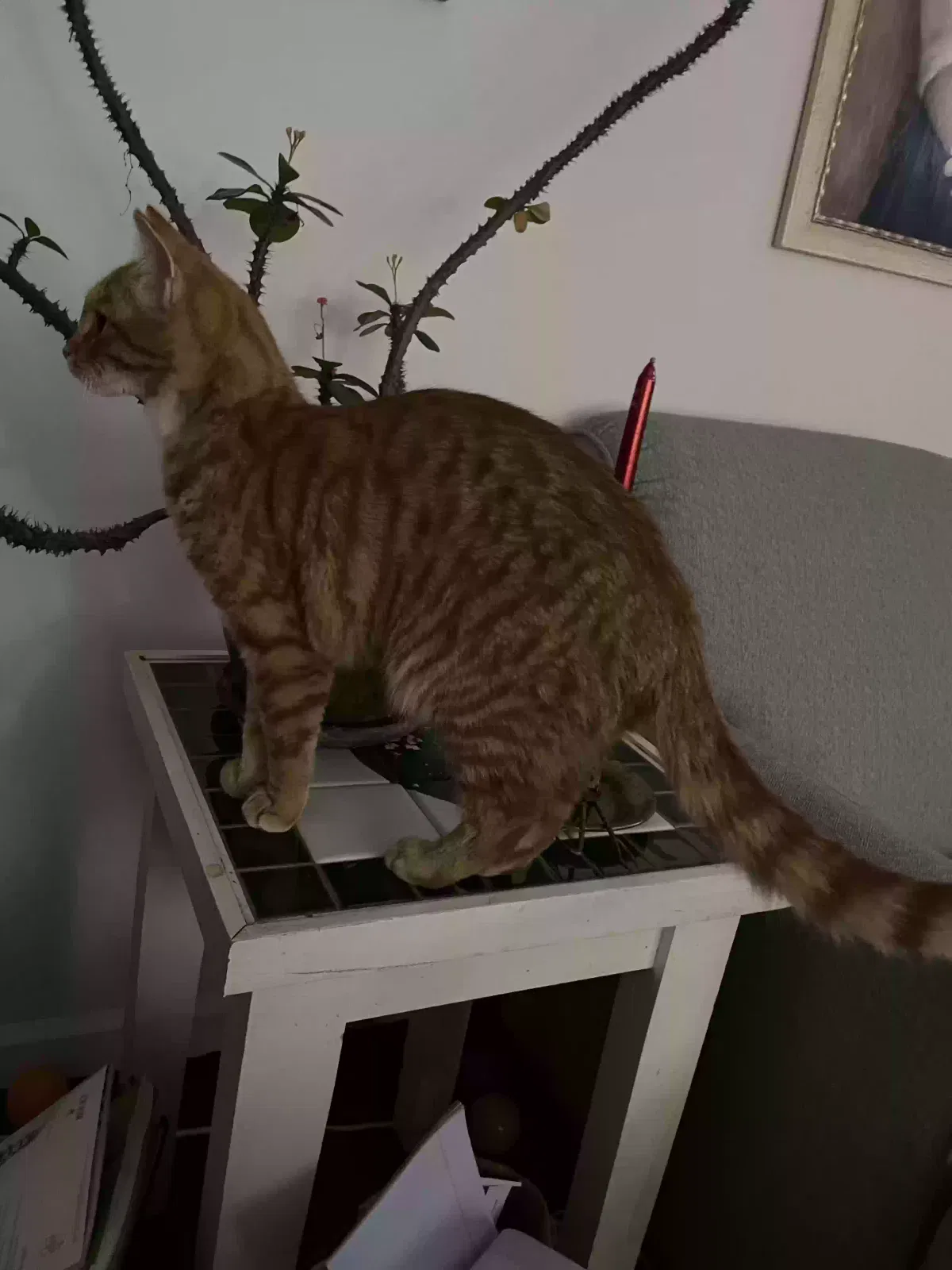 Lost cat in Canton, OH, 44709