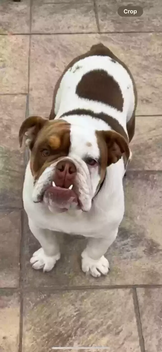 Lost dog in North Hills, CA, 91343