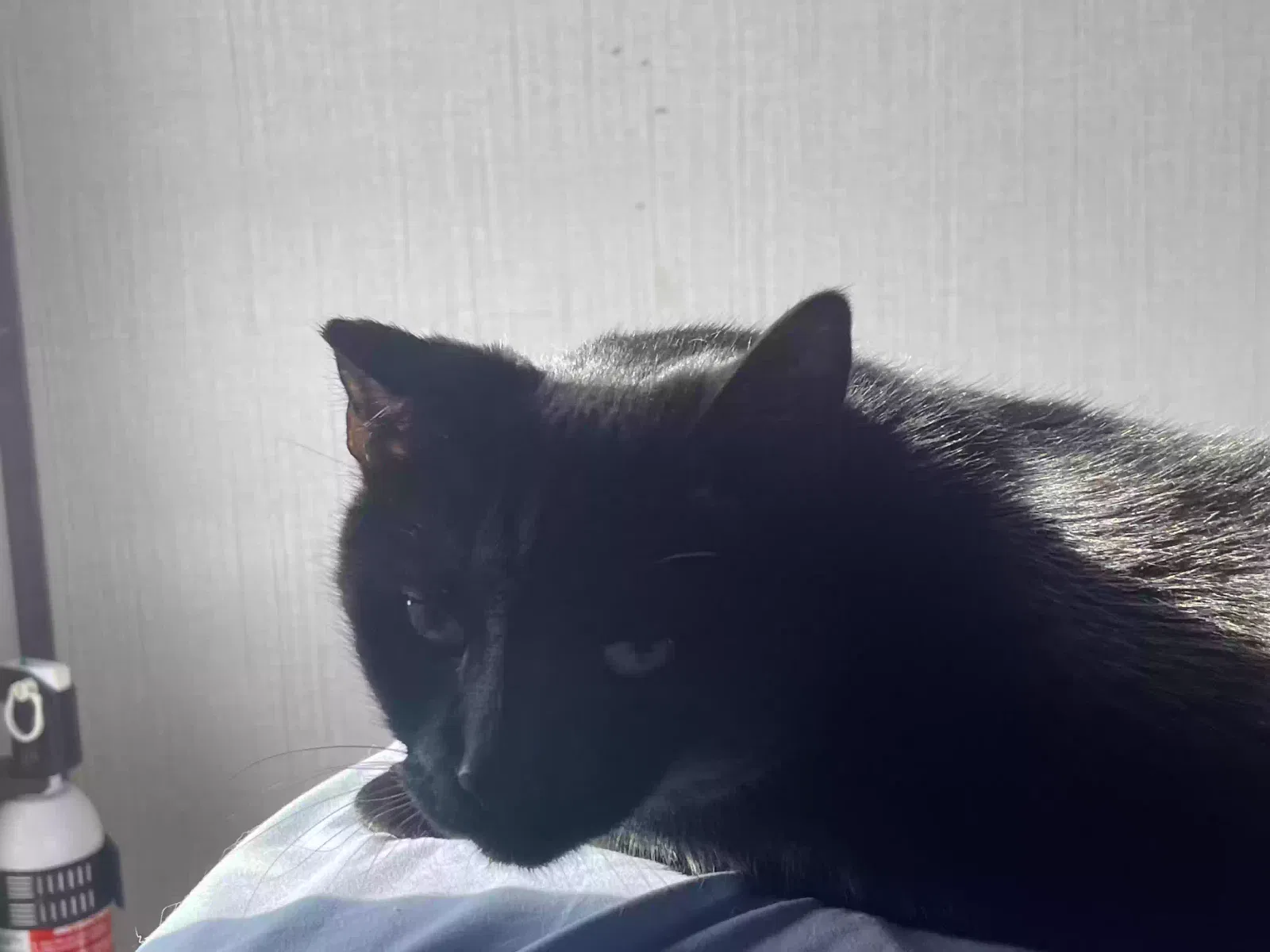 Lost cat in Cheyenne, WY, 82009