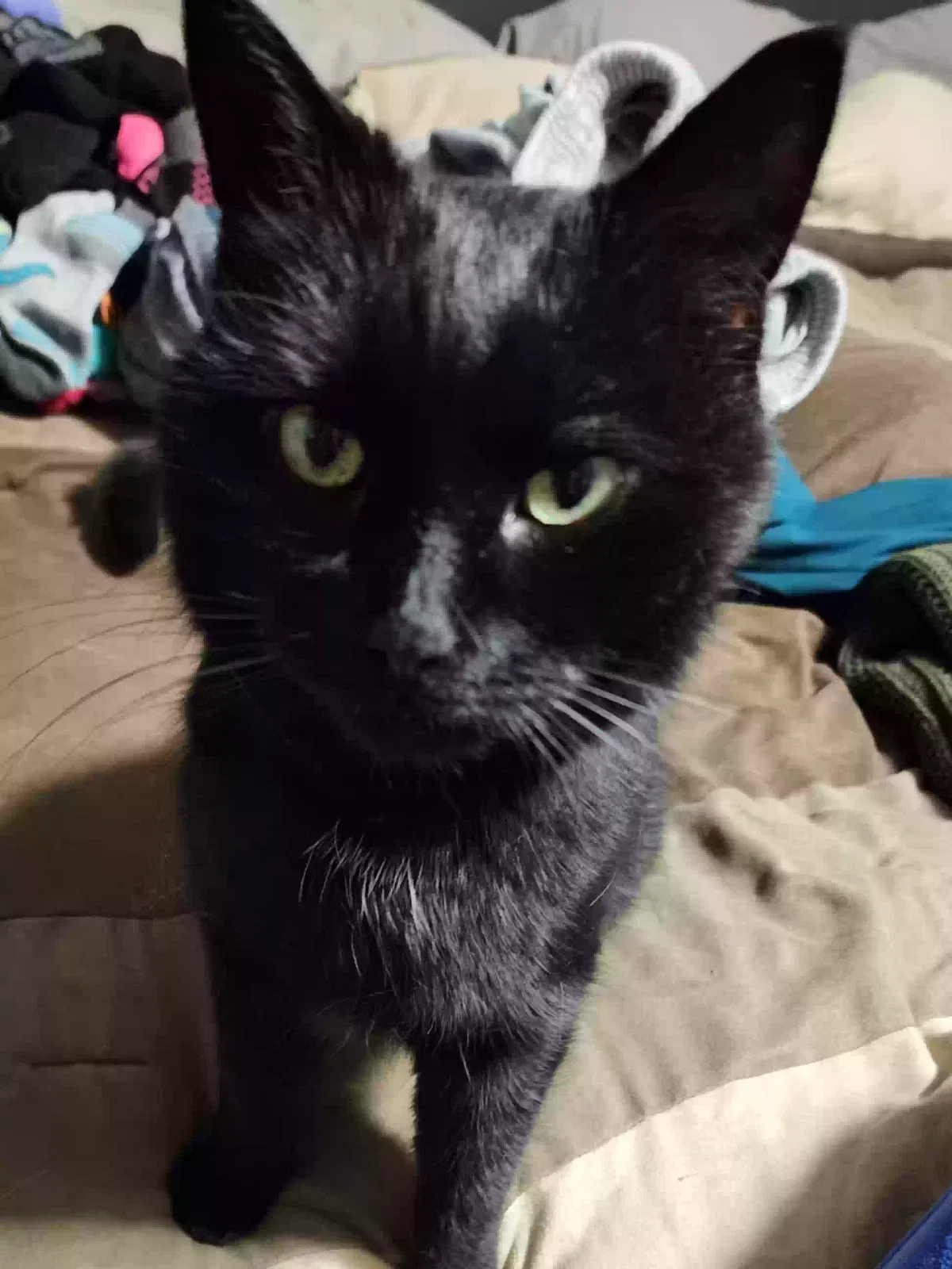 Lost cat in Nunica, MI, 49448