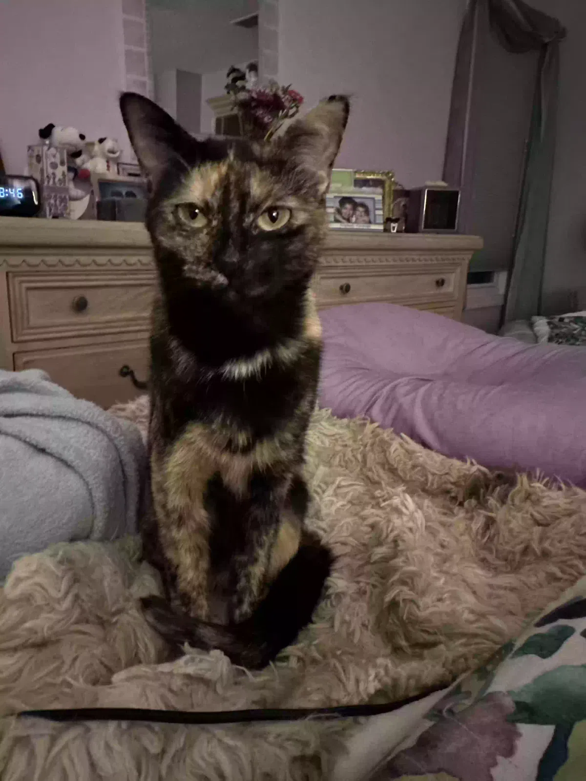 Lost cat in Marietta, GA, 30062