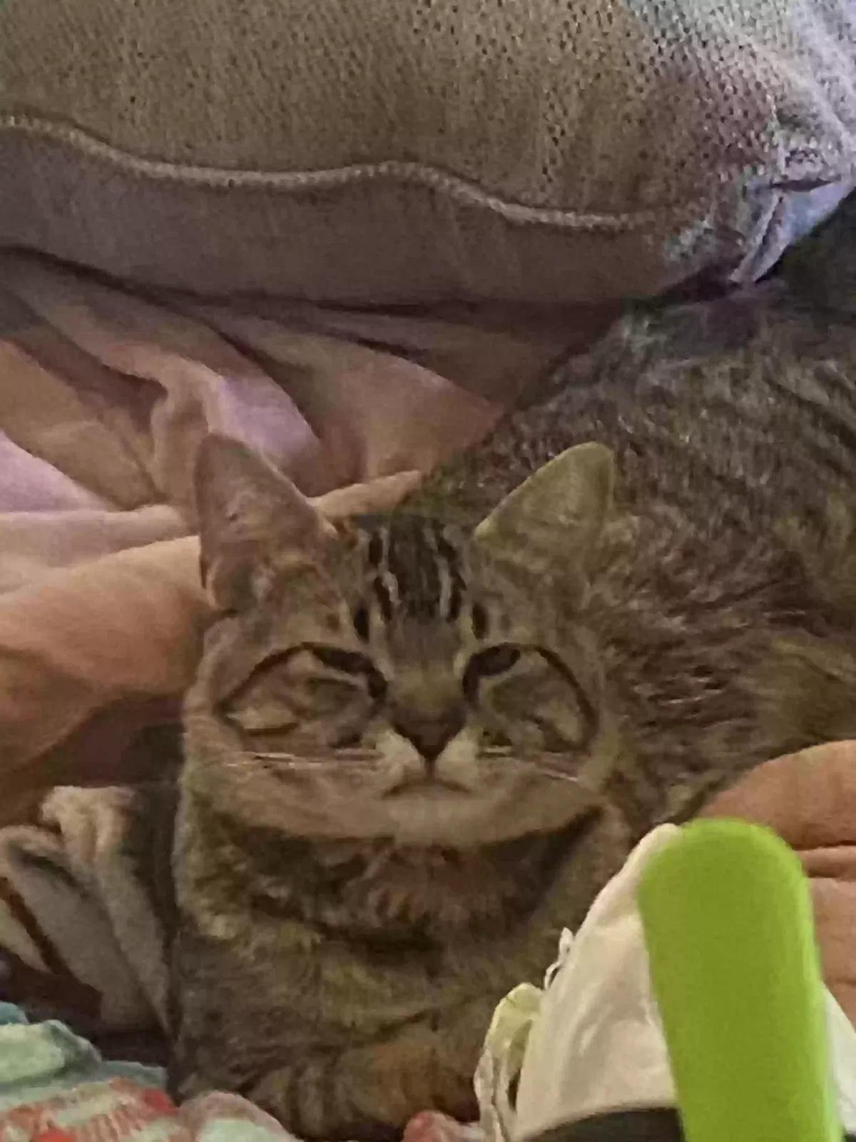 Lost cat in Saint Paul, MN, 55119