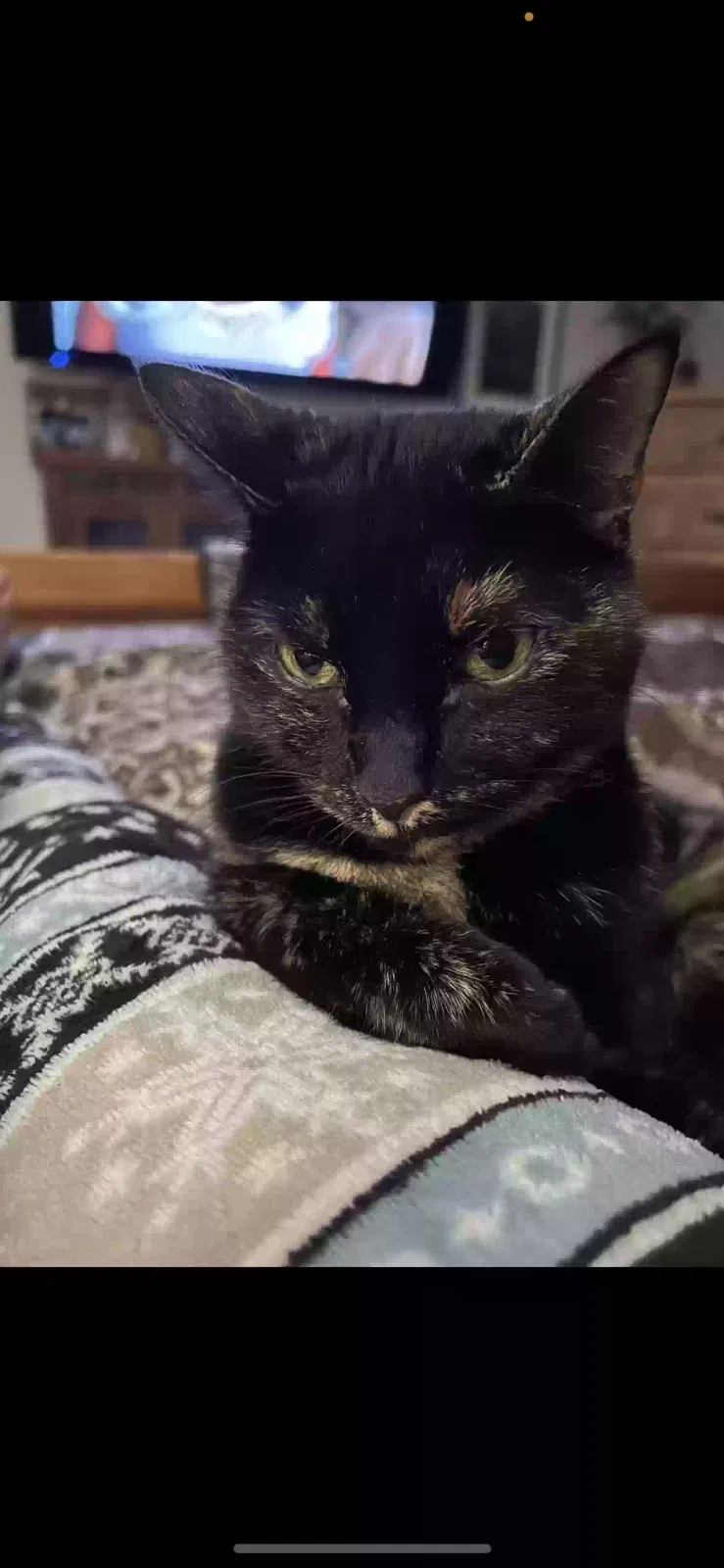 Lost cat in Littleton, CO, 80123