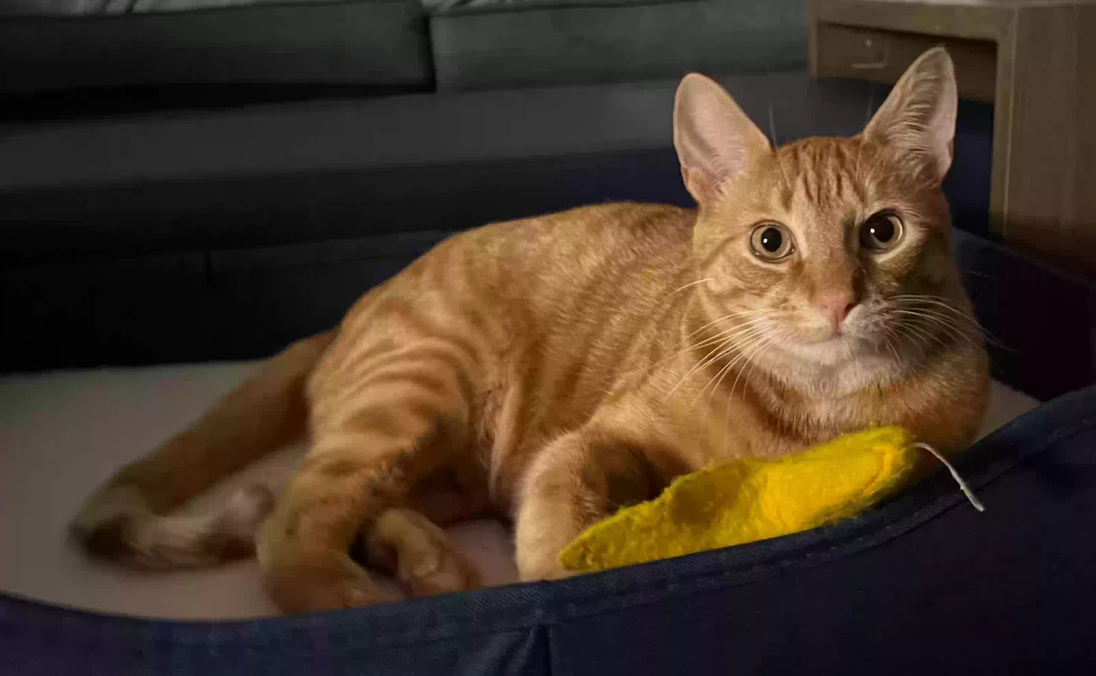 Lost cat in Ossining, NY, 10562