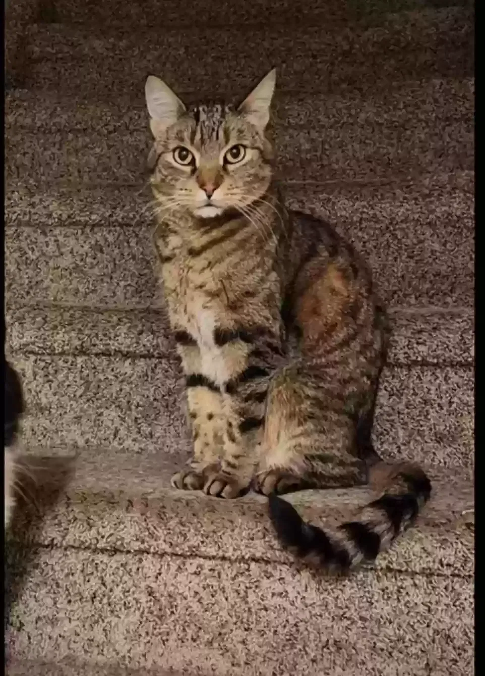 Lost cat in Milliken, CO, 80543