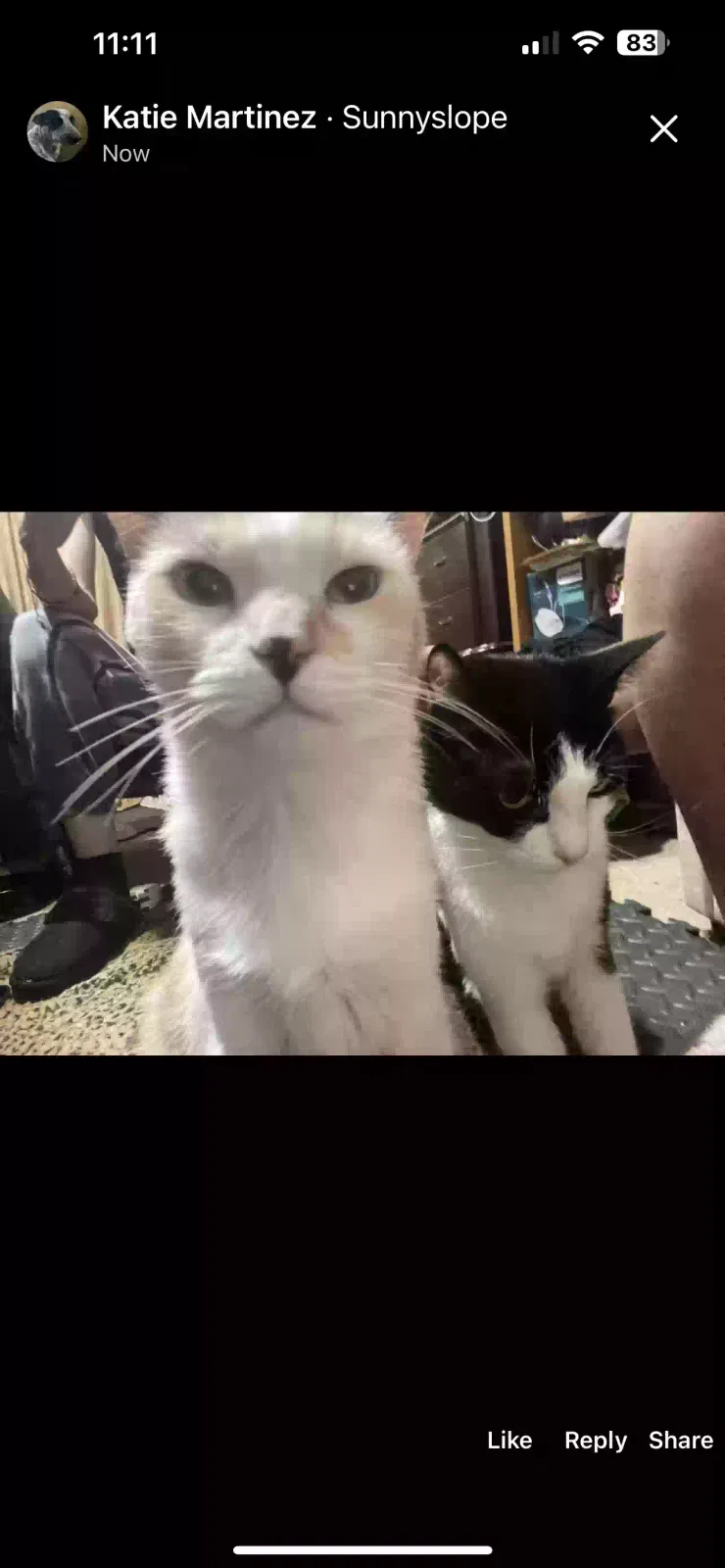 Lost cat in Riverside, CA, 92509