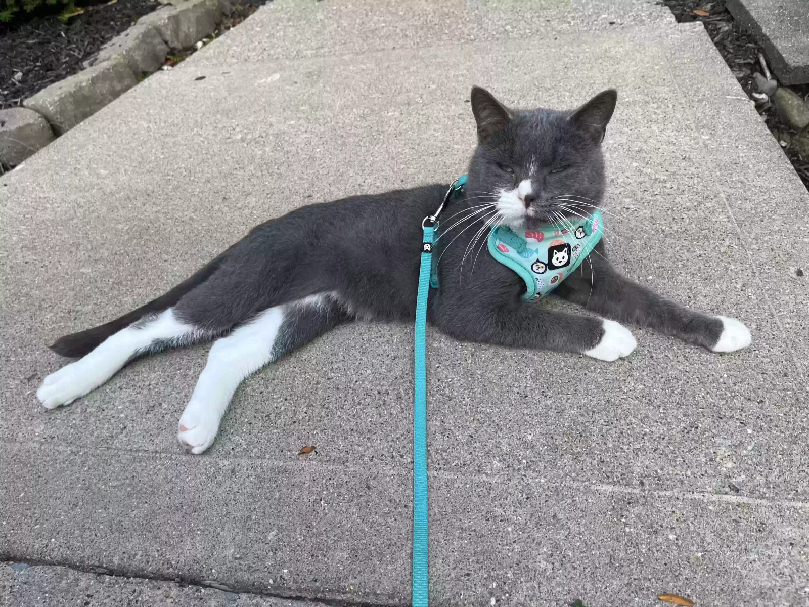 Lost cat in Fort Wayne, IN, 46825