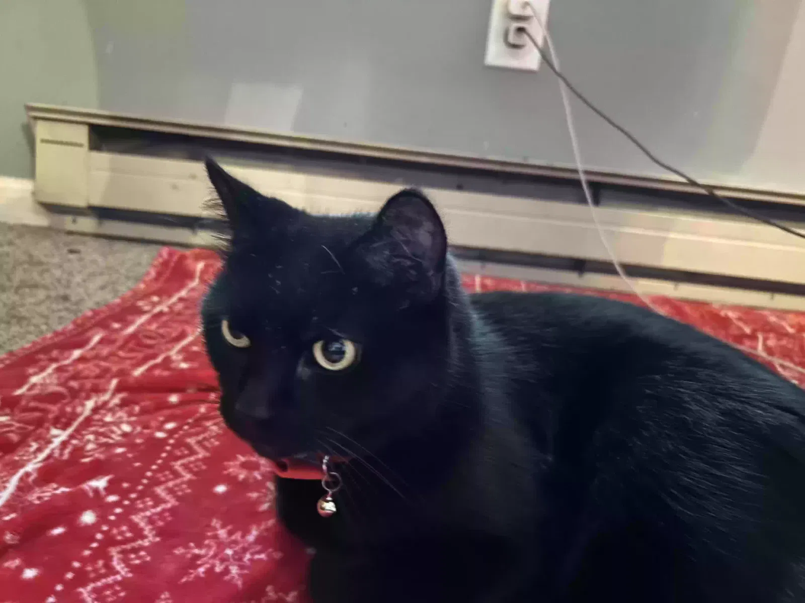Lost cat in Millbury, MA, 1527