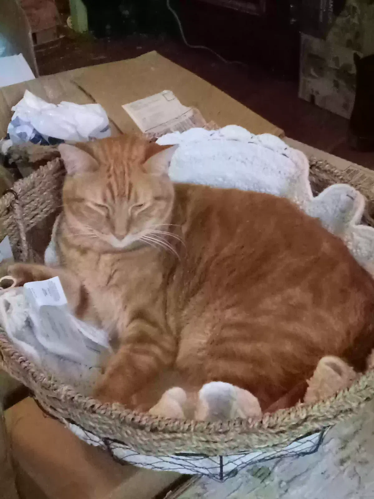 Lost cat in Carlyle, IL, 62231