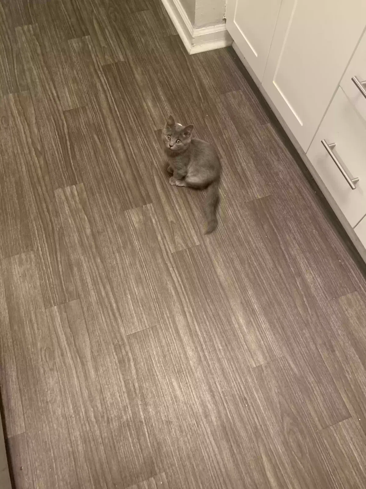 Lost cat in Norcross, GA, 30092