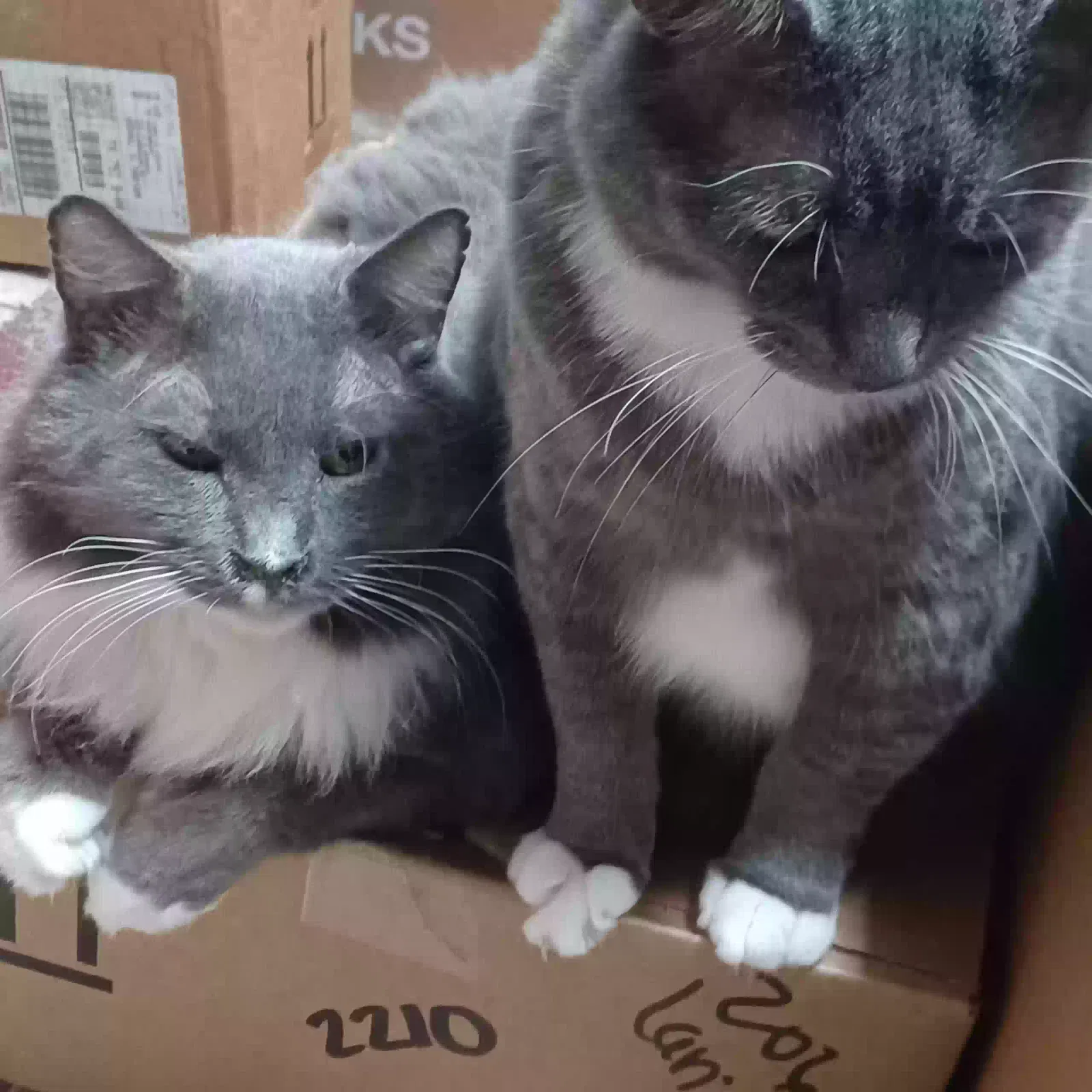 Lost cat in Rockwall, TX, 75087