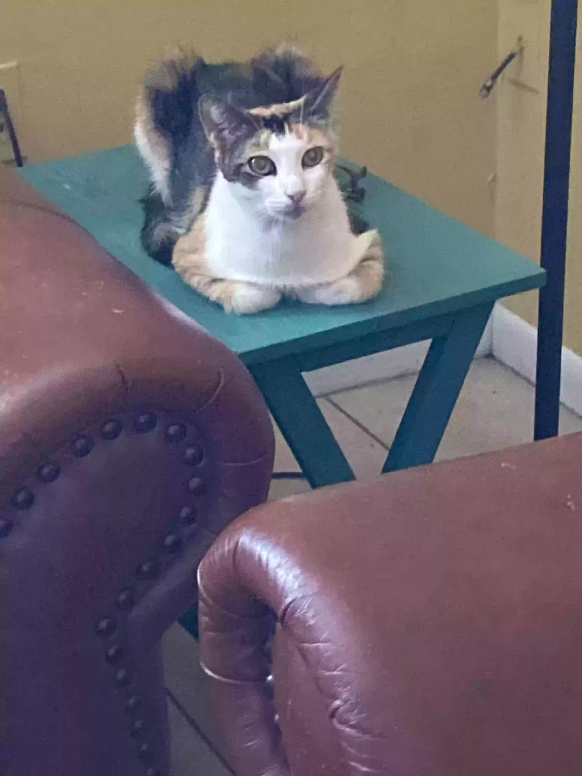 Lost cat in Eustis, FL, 32726