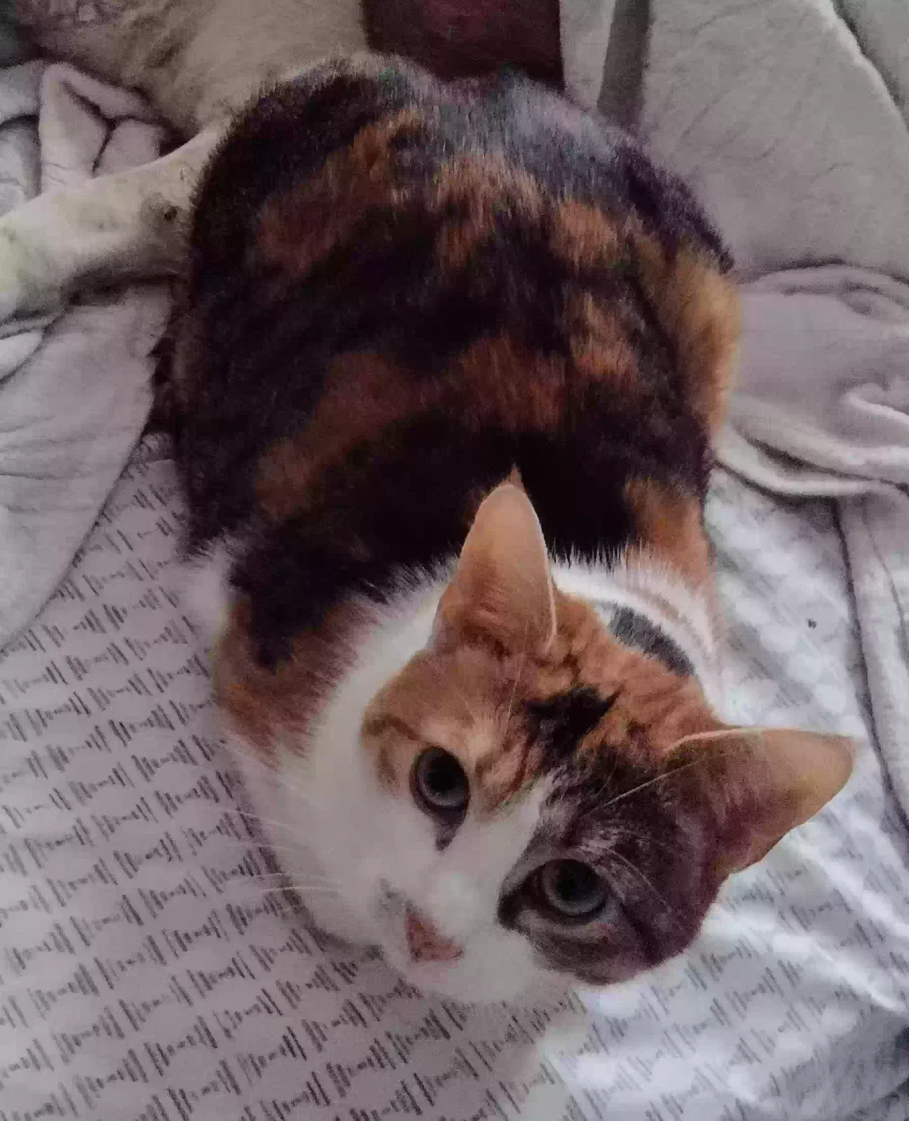 Lost cat in Liberty, NC, 27298