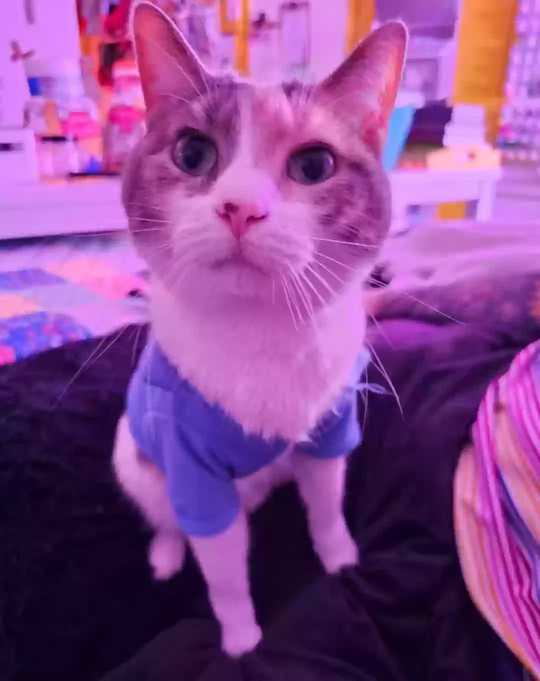 Lost cat in Sioux Falls, SD, 57106