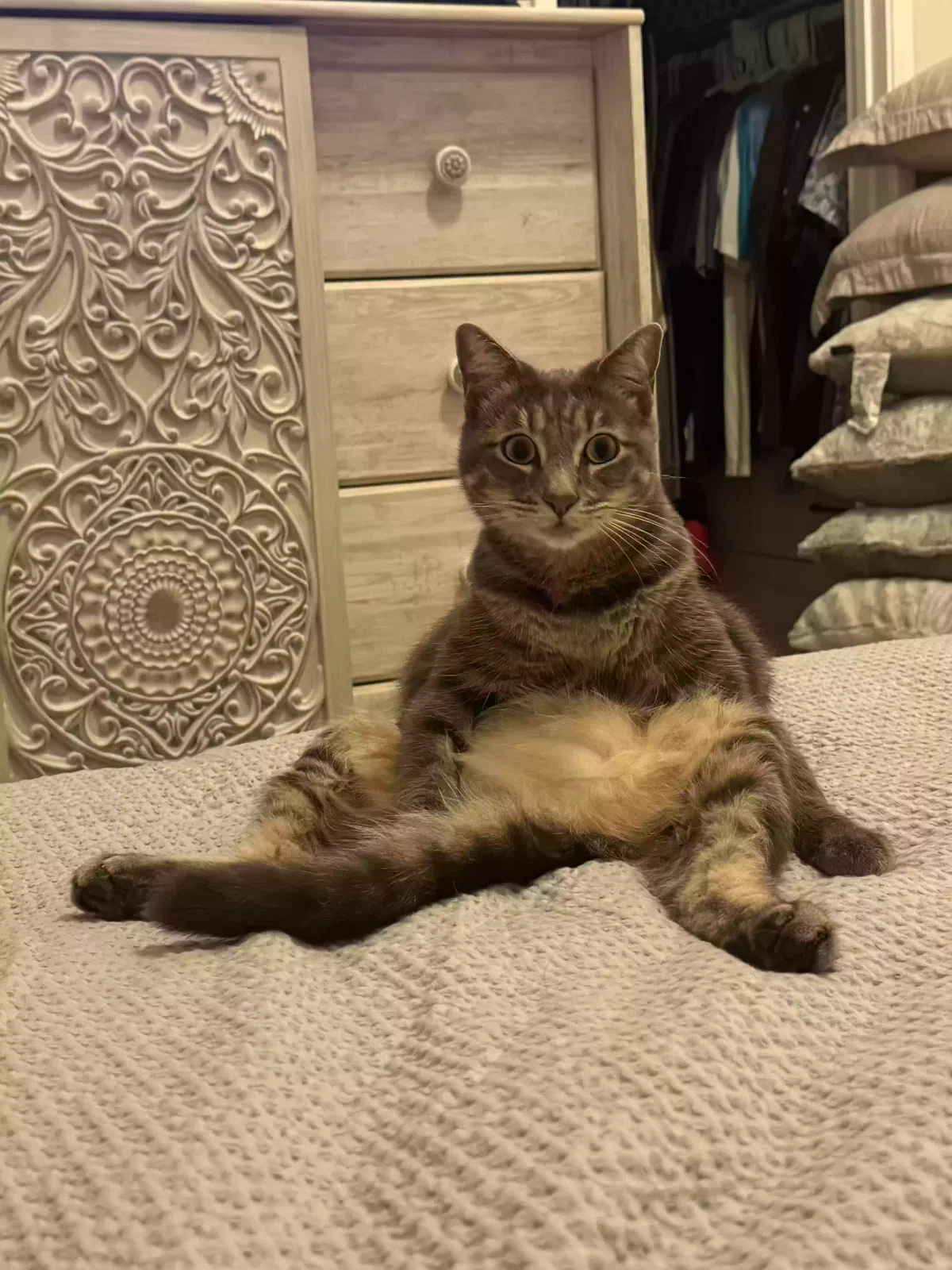 Lost cat in El Cajon, CA, 92019
