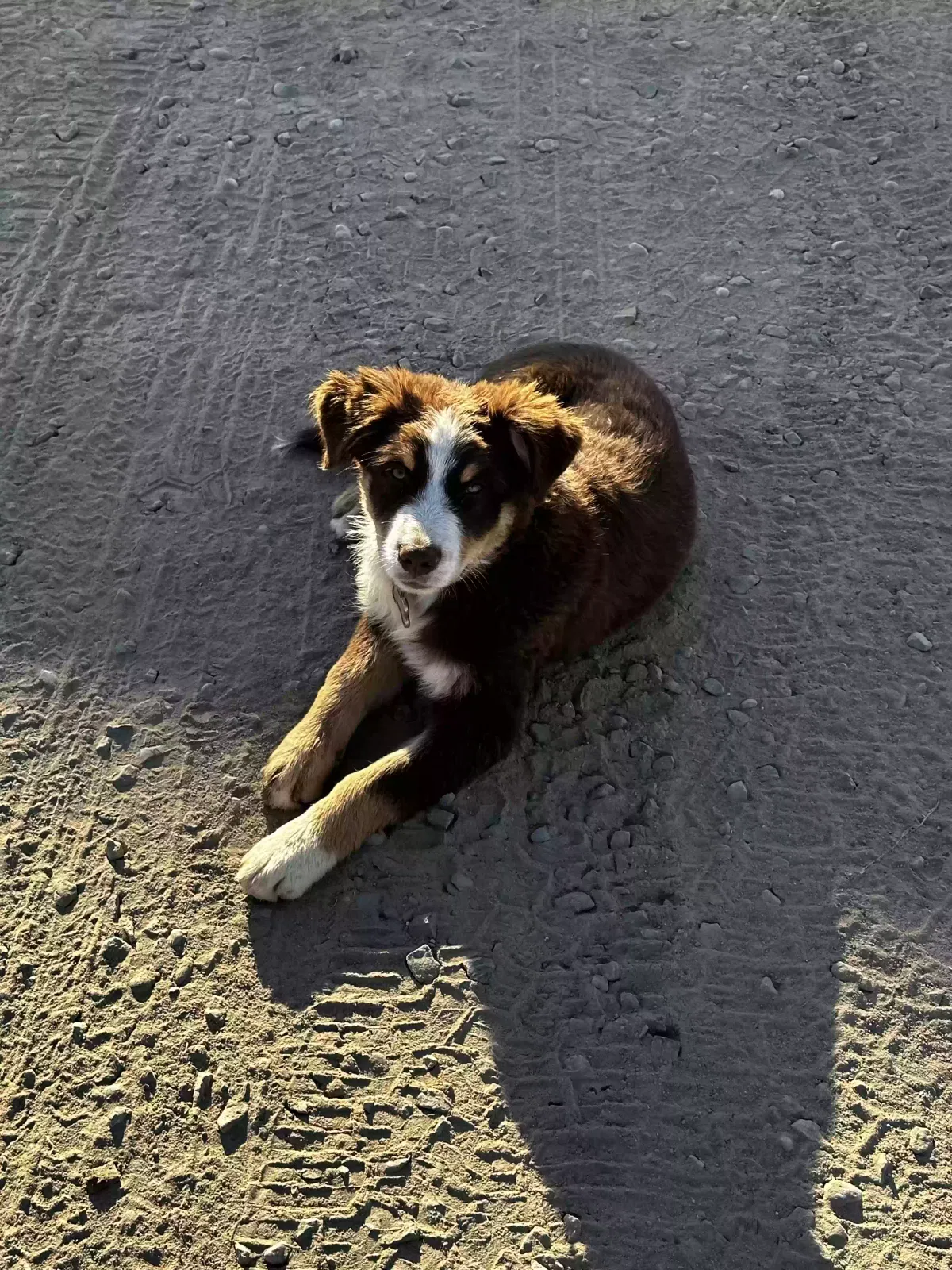 Lost dog in Fresno, CA, 93723