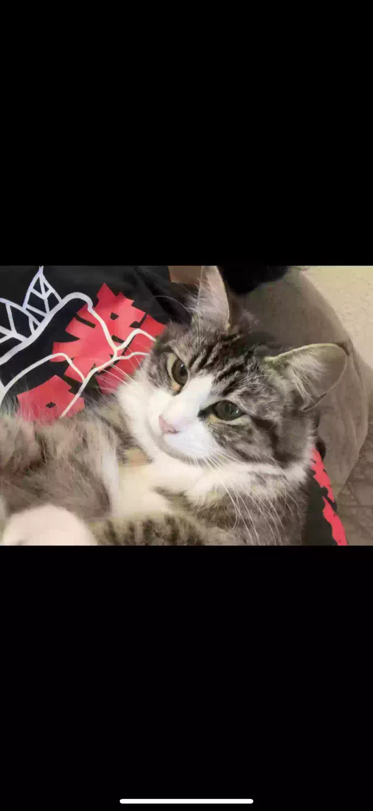 Lost cat in Sacramento, CA, 95832