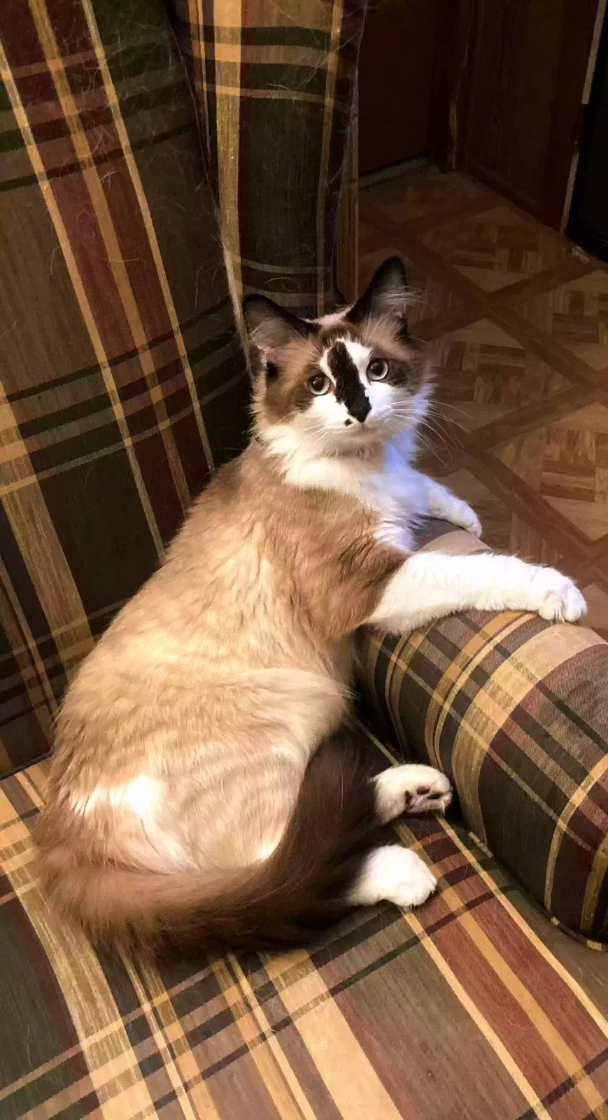 Lost cat in Temperance, MI, 48182