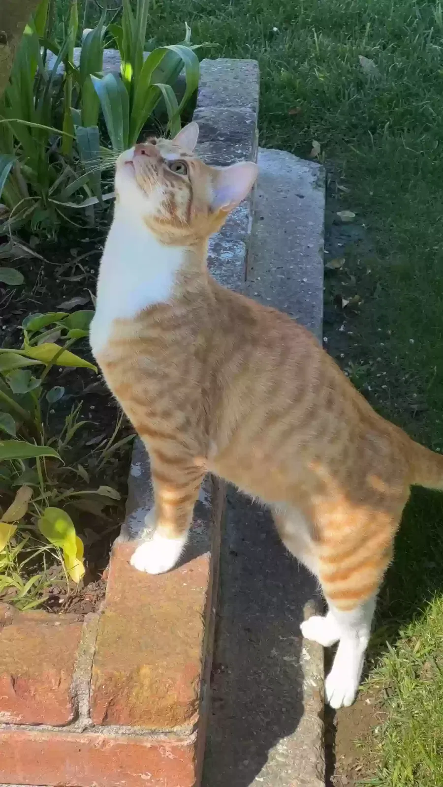 Lost cat in Salinas, CA, 93906