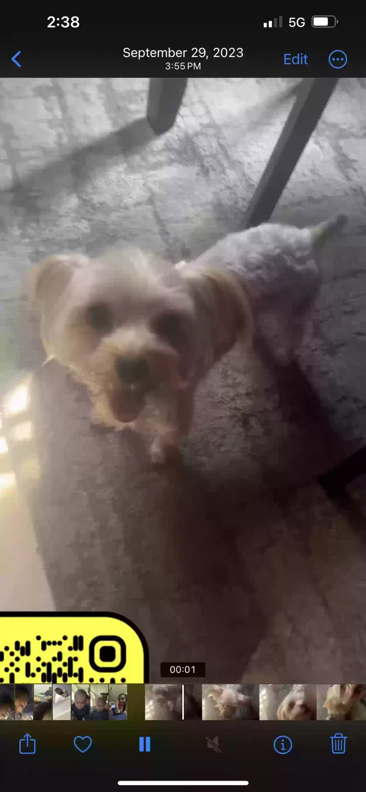 Lost dog in Milwaukee, WI, 53218