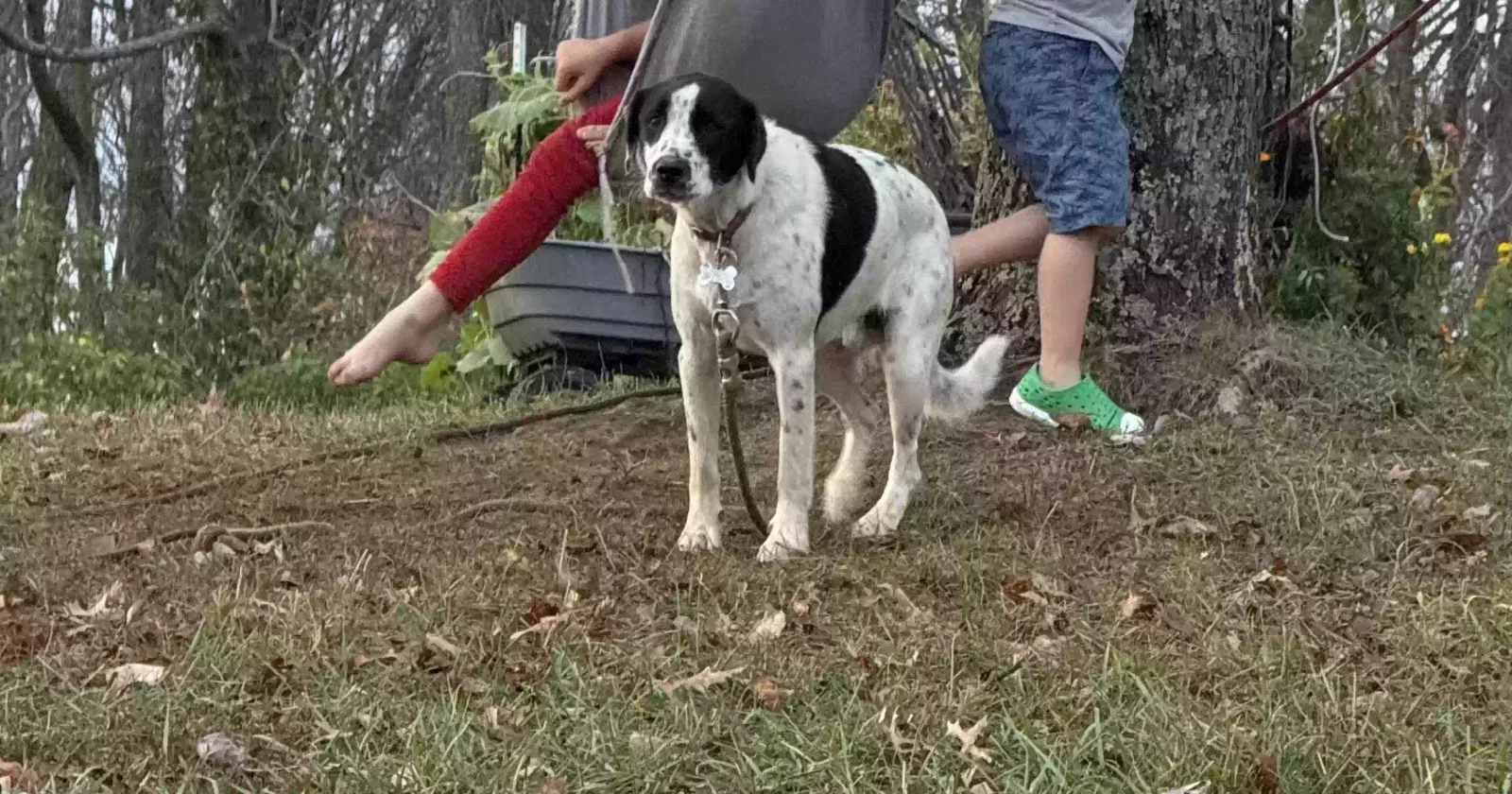 Lost dog in Mount Sterling, KY, 40353