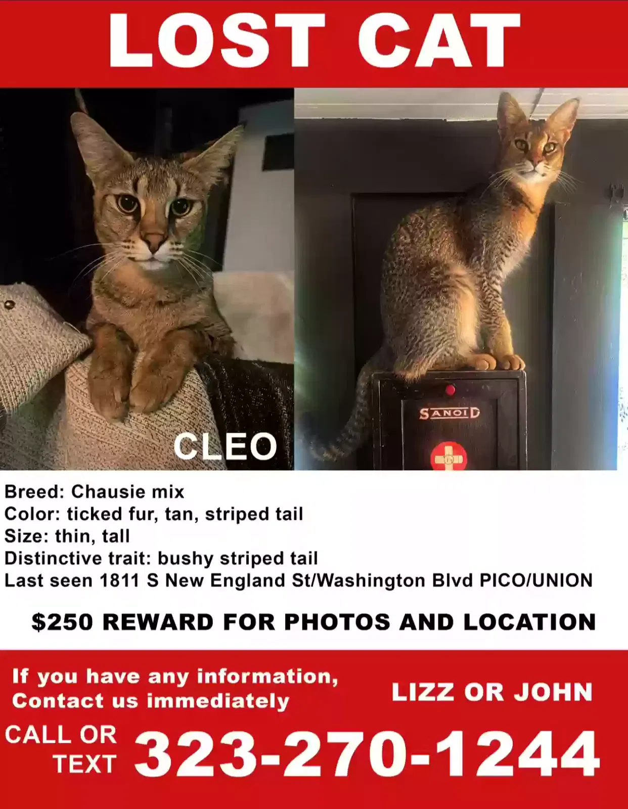 Lost cat in Los Angeles, CA, 90006