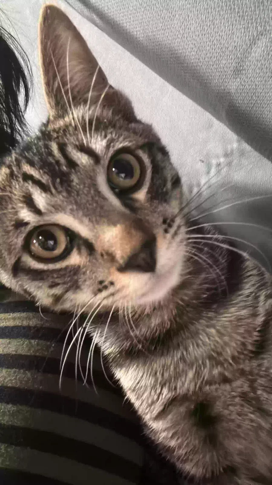 Lost cat in Las Vegas, NV, 89110
