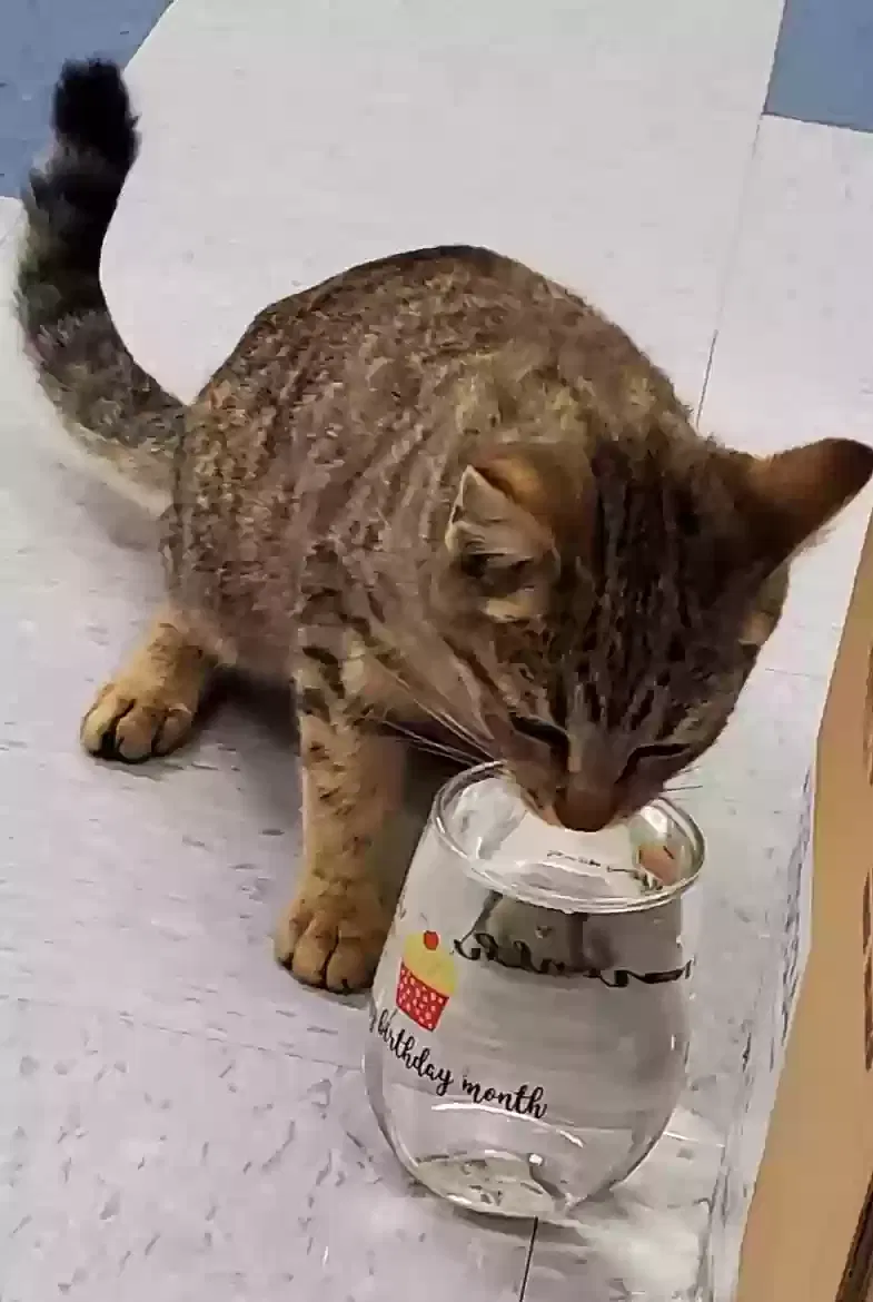 Found cat in Hacienda Heights, CA, 91745