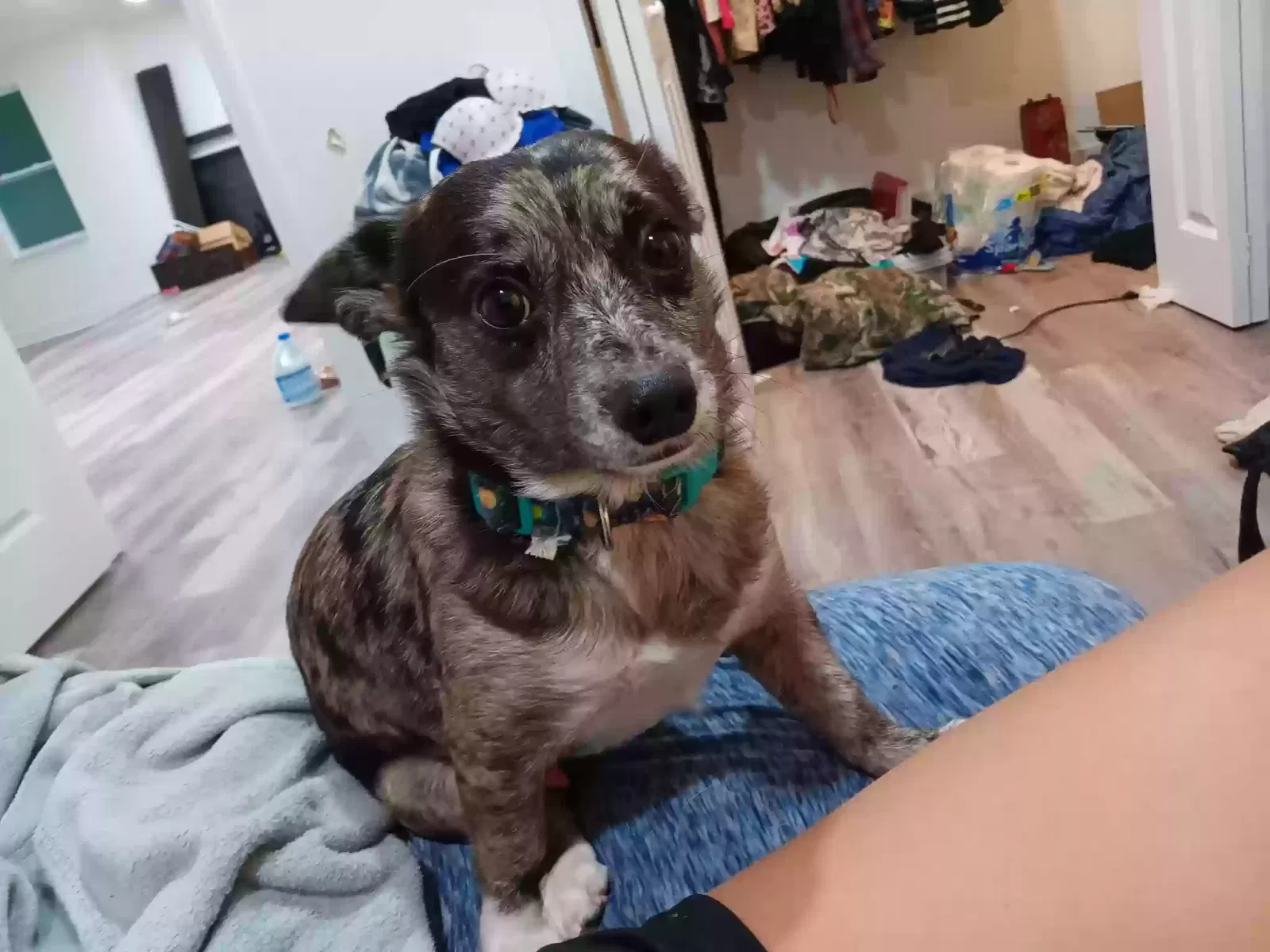 Lost dog in Anderson, SC, 29624