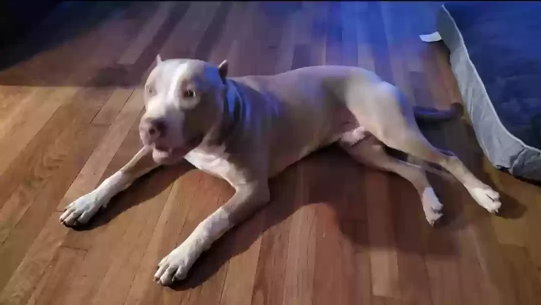 Lost dog in Fort Worth, TX, 76110