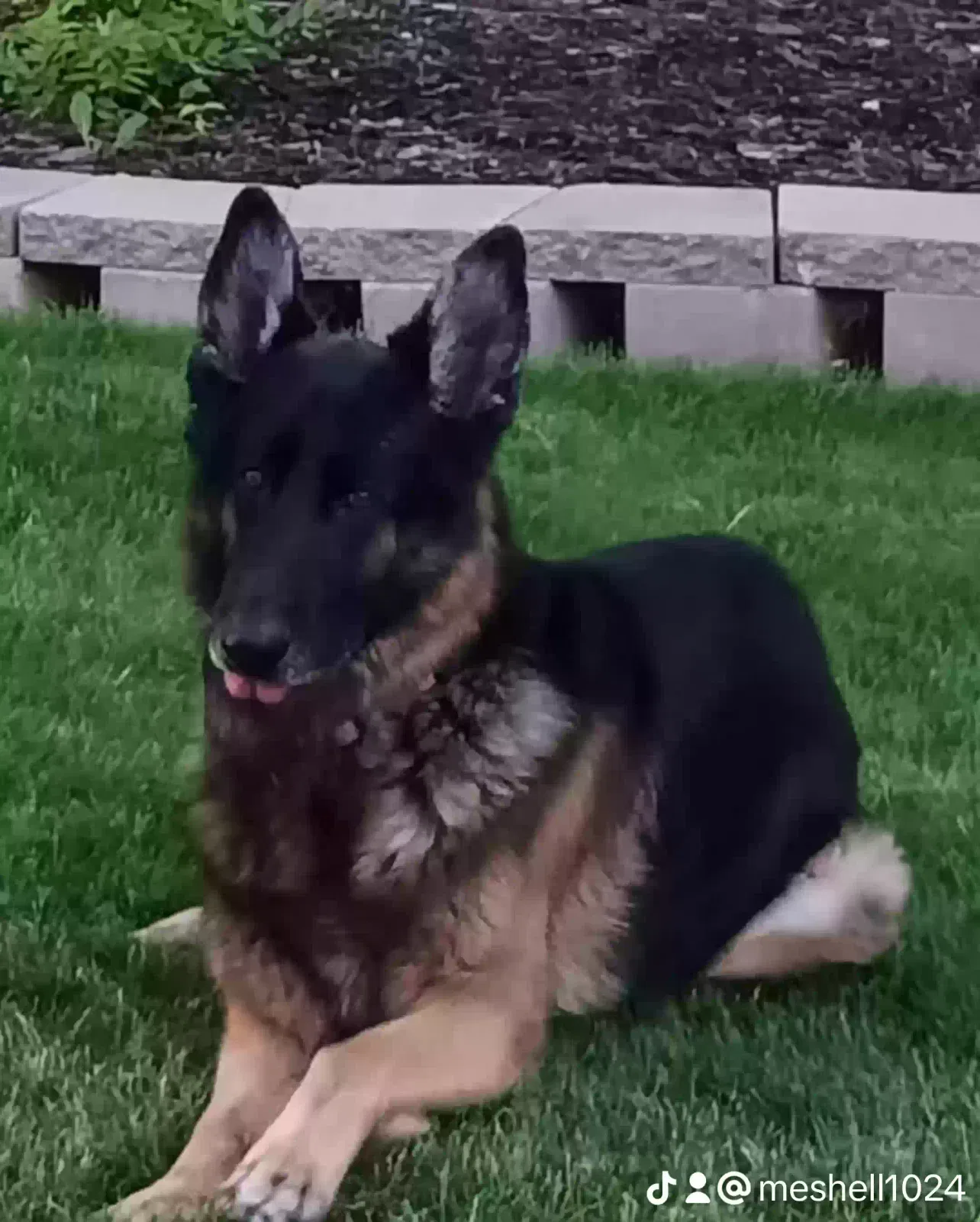 Lost dog in Crivitz, WI, 54114
