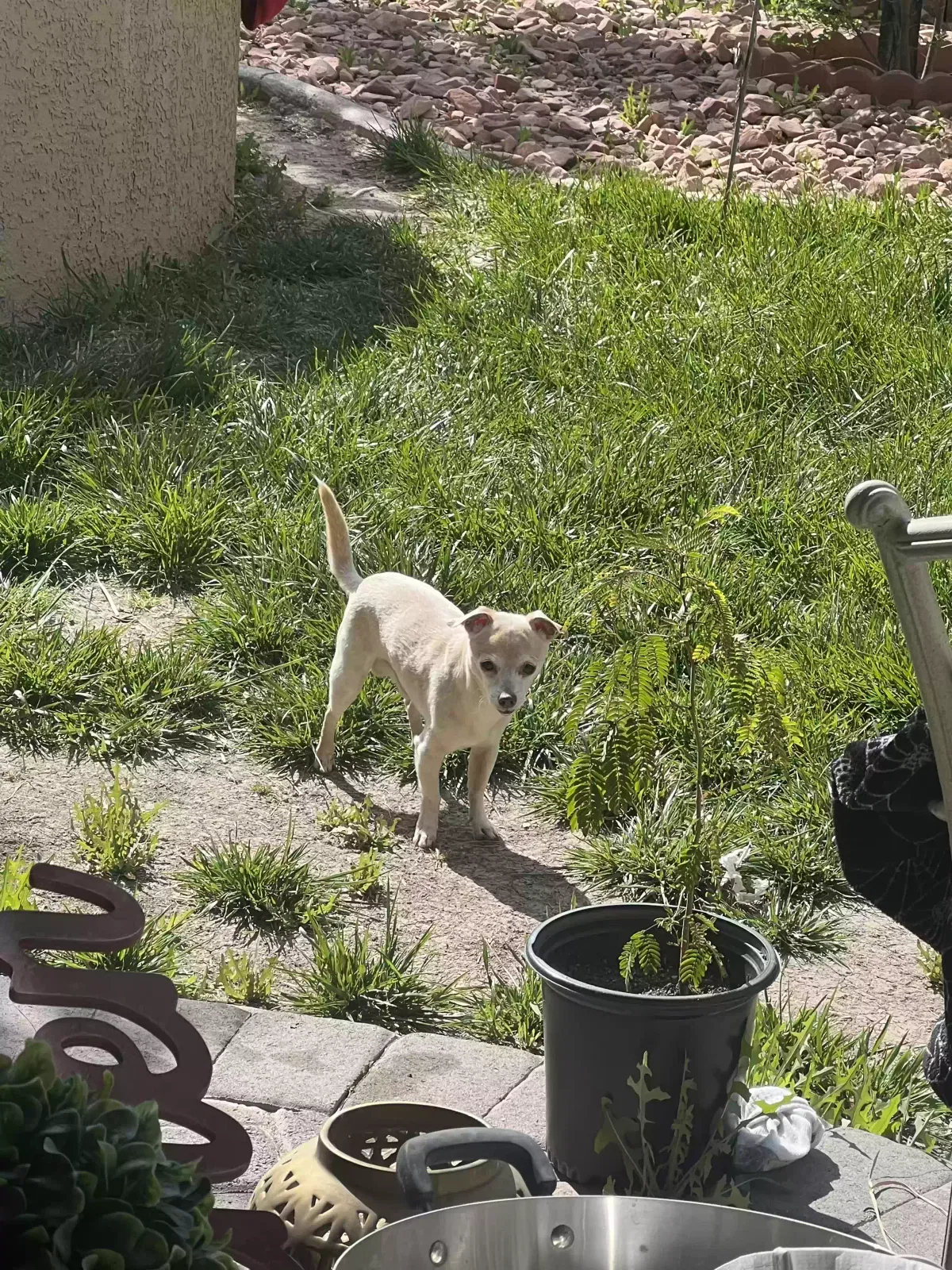 Lost dog in Las Vegas, NV, 89115