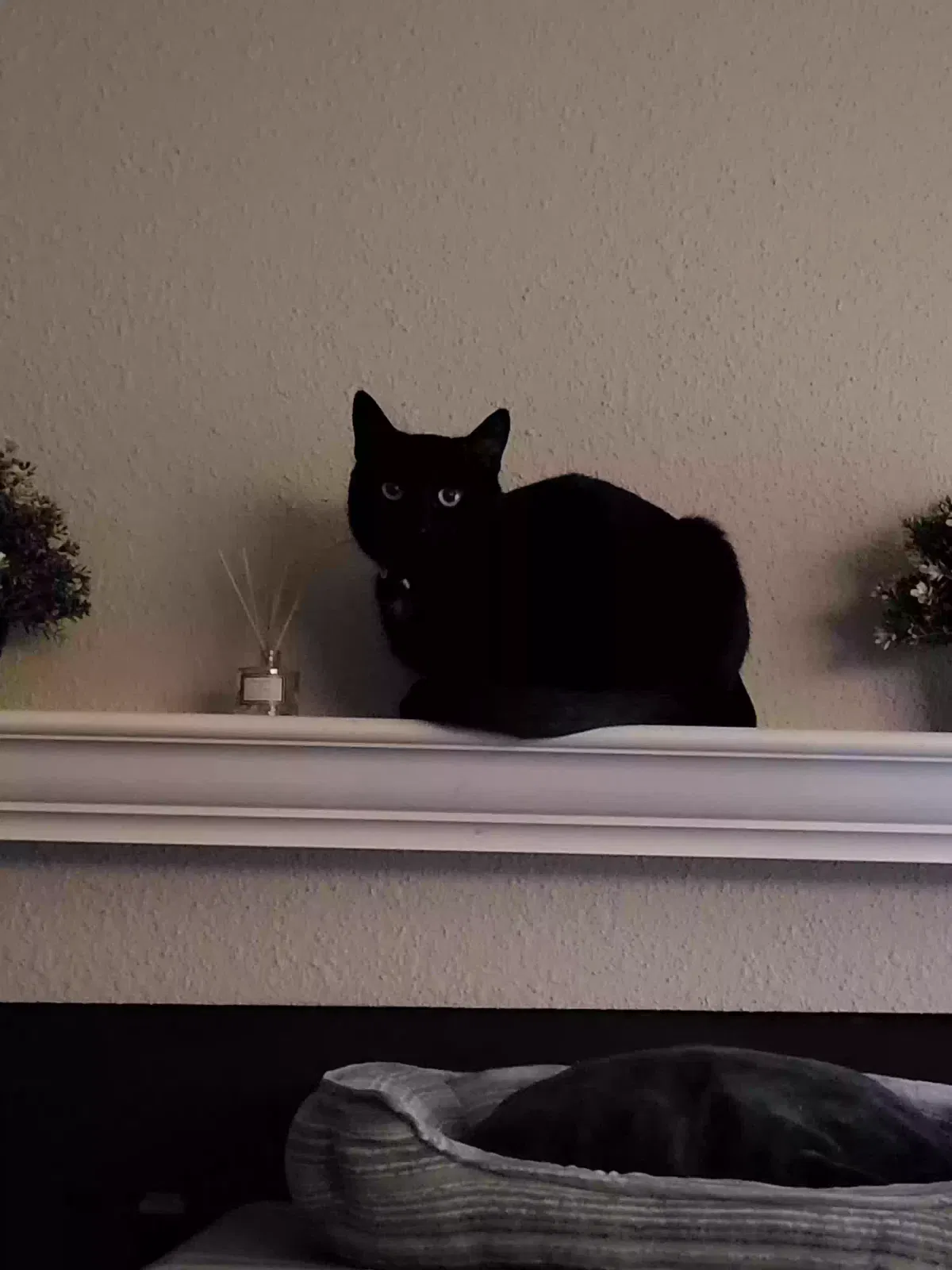 Lost cat in Arlington, TX, 76011