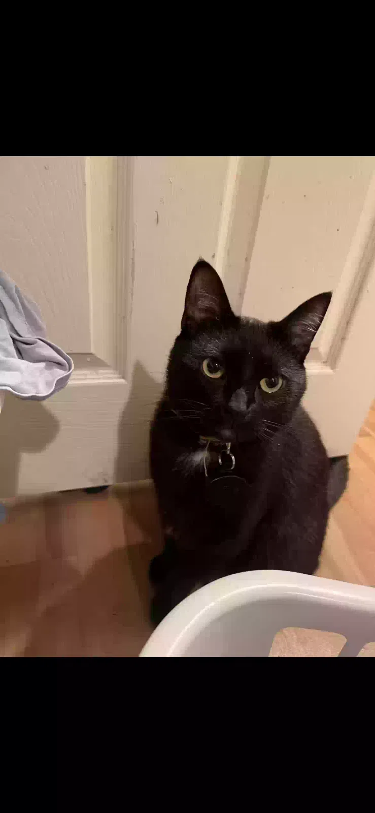 Lost cat in Mission Viejo, CA, 92691