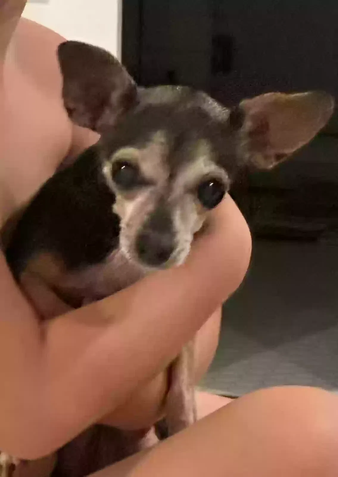 Lost dog in Las Vegas, NV, 89131