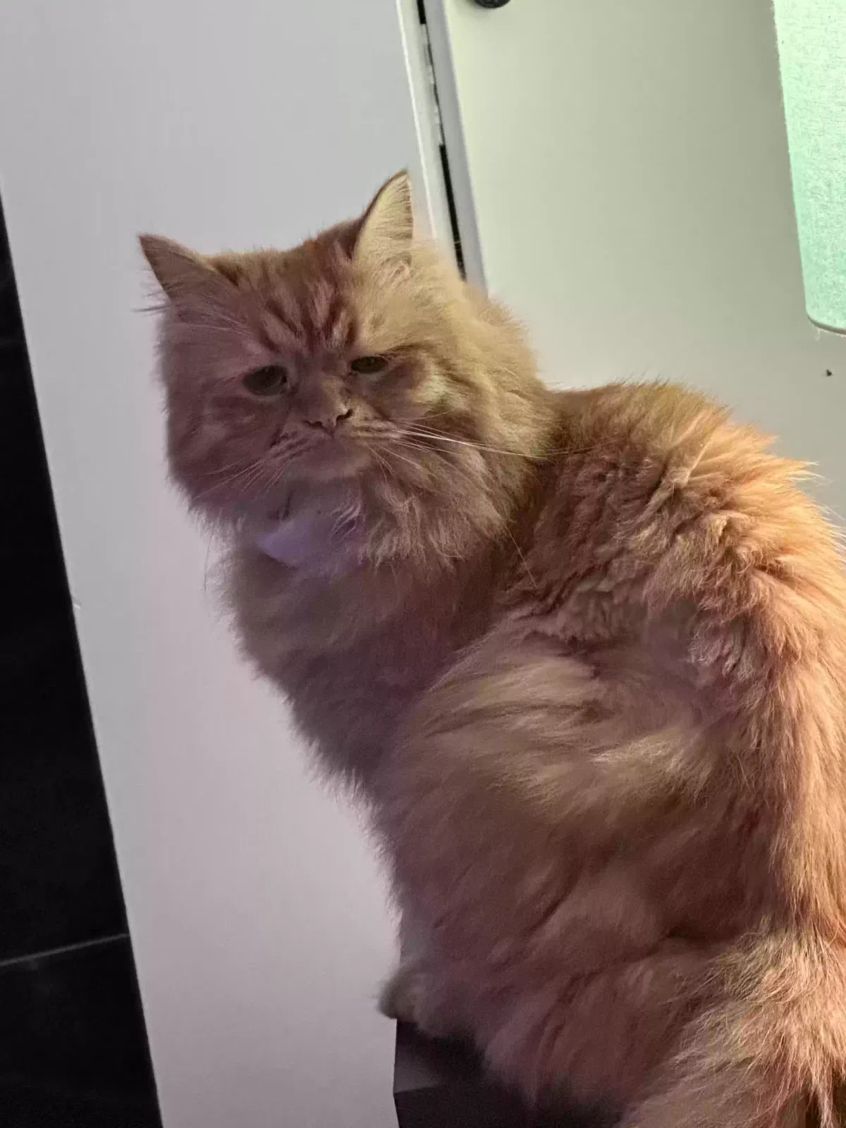 Lost cat in South Saint Paul, MN, 55075