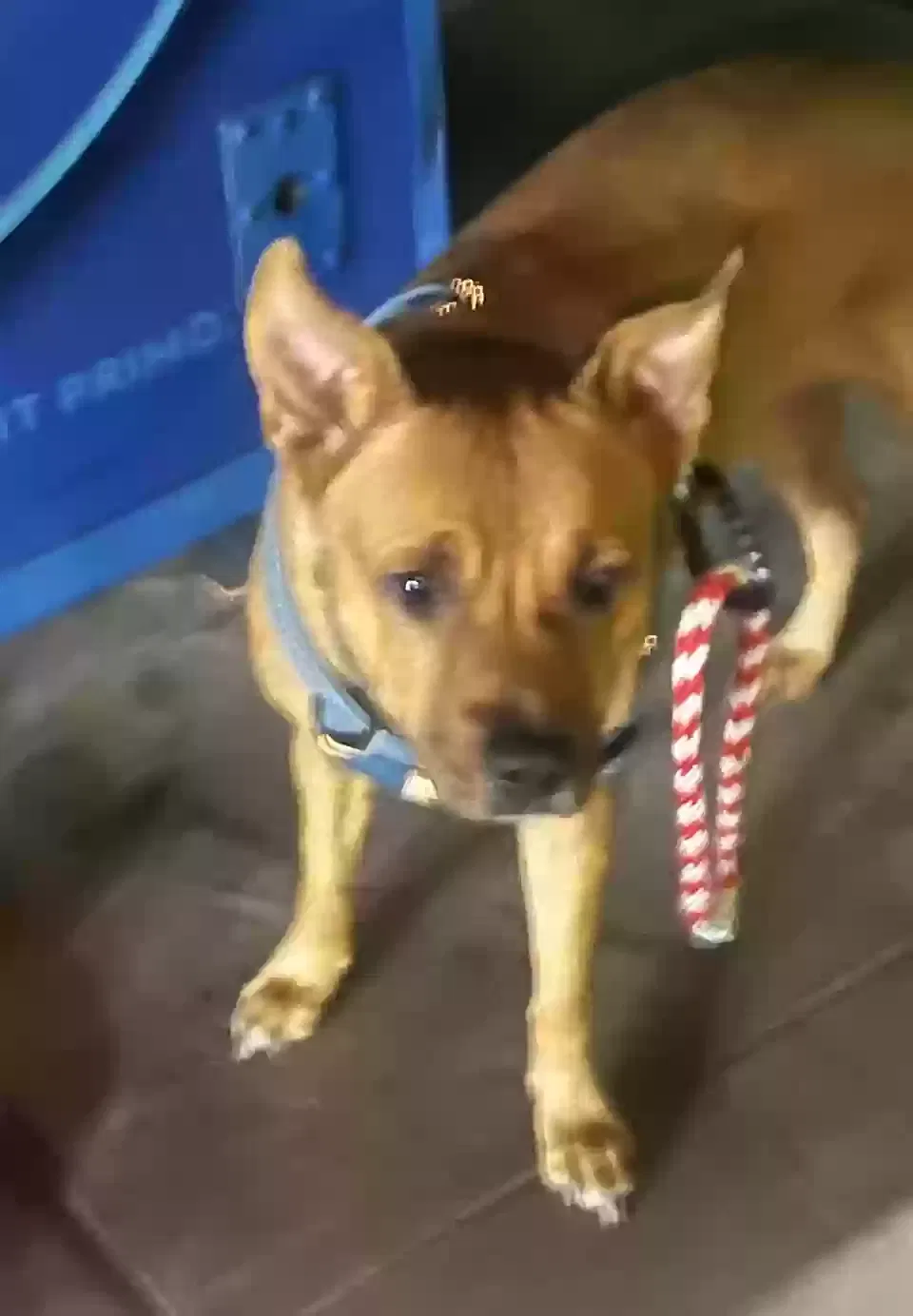Lost dog in Glendale, AZ, 85301