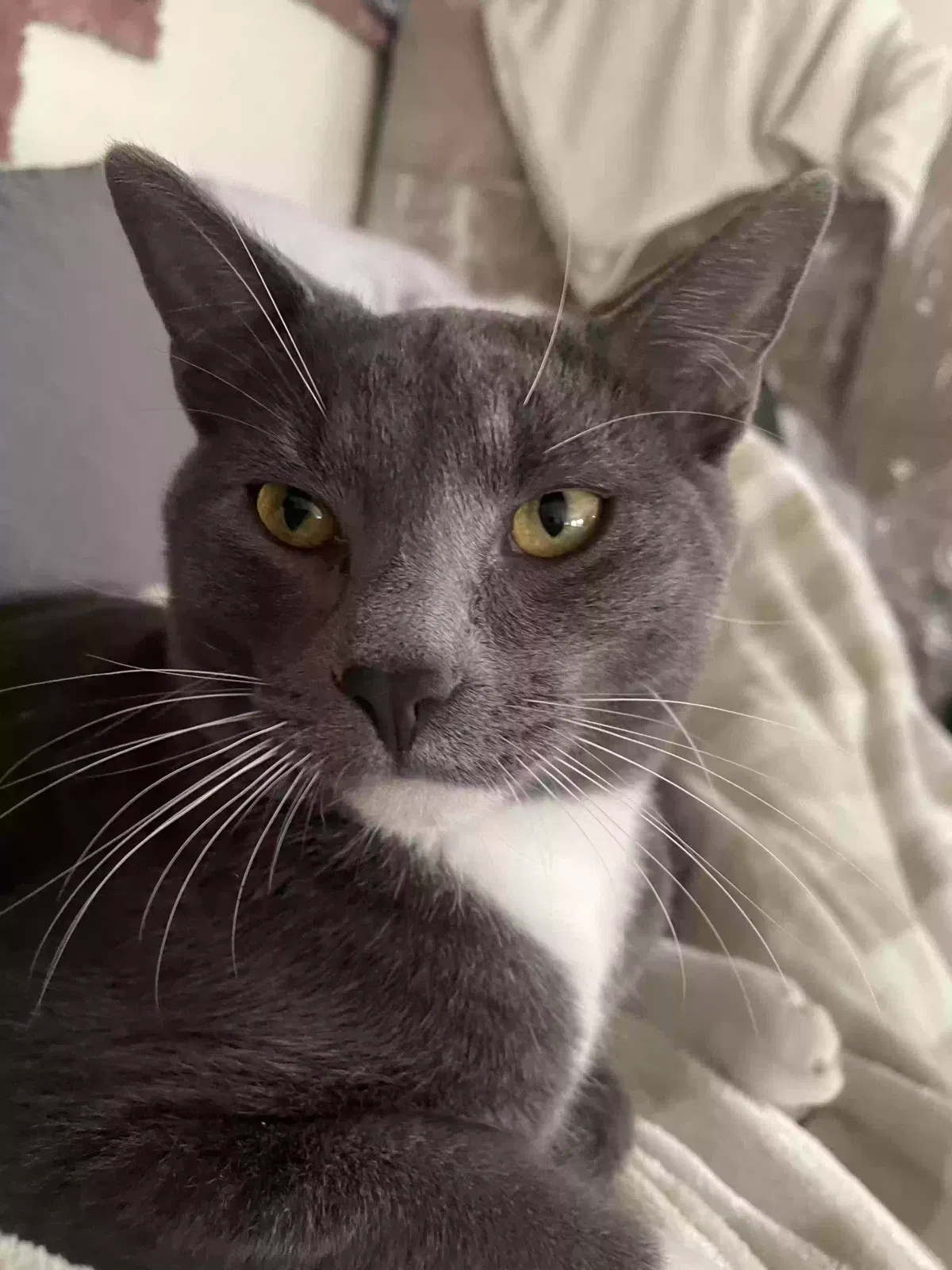 Lost cat in Fremont, CA, 94555