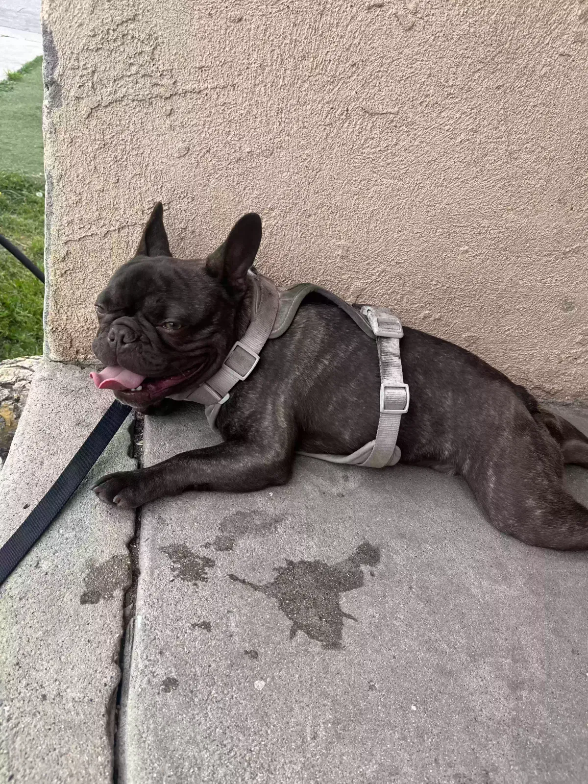 Lost dog in Los Angeles, CA, 90022