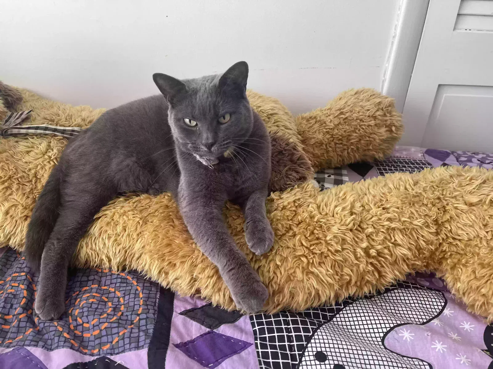 Found cat in Island Park, NY, 11558